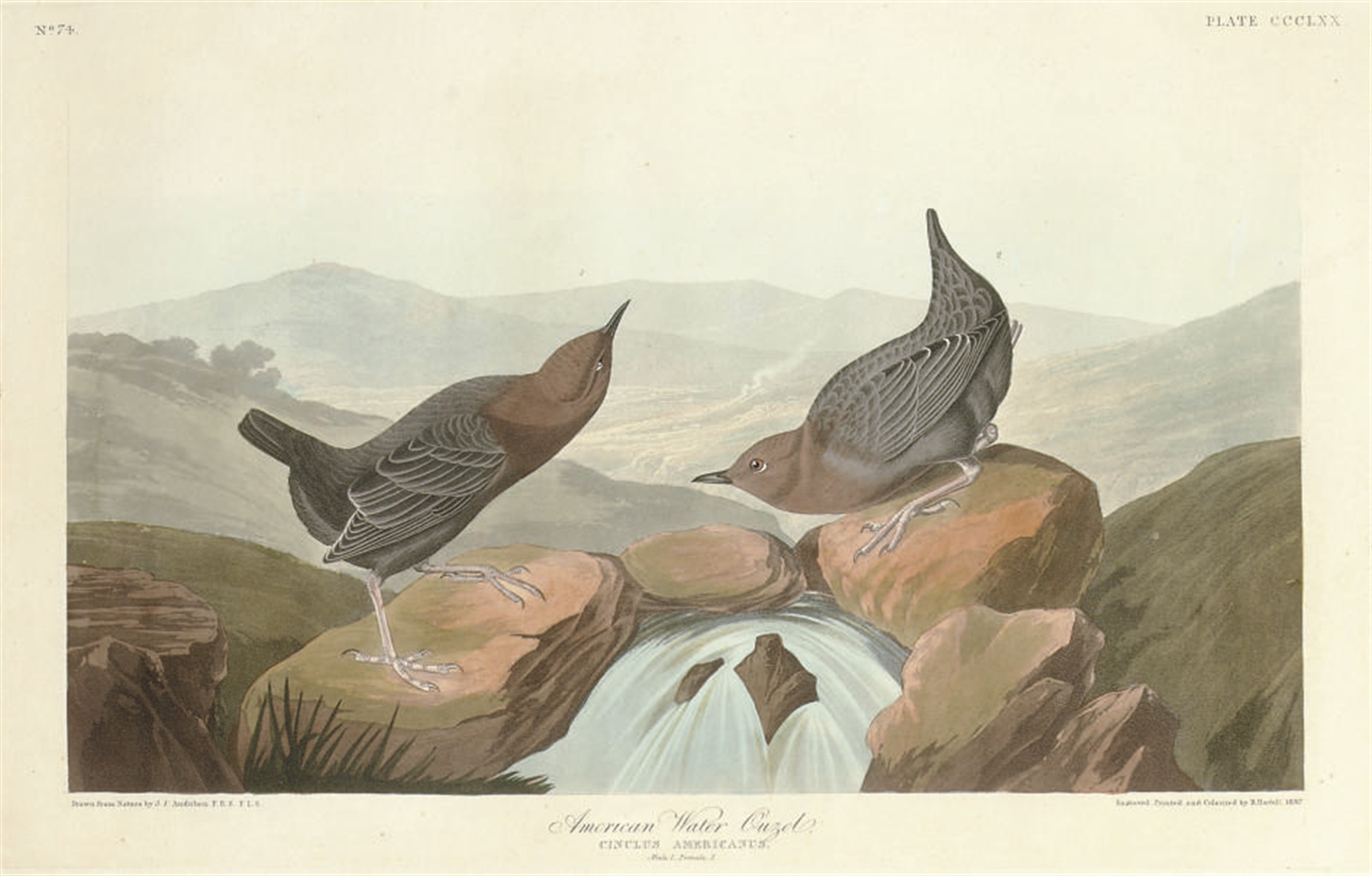 John James Audubon — Американский водяной узелок (CCCLXX) Cinclus americanus