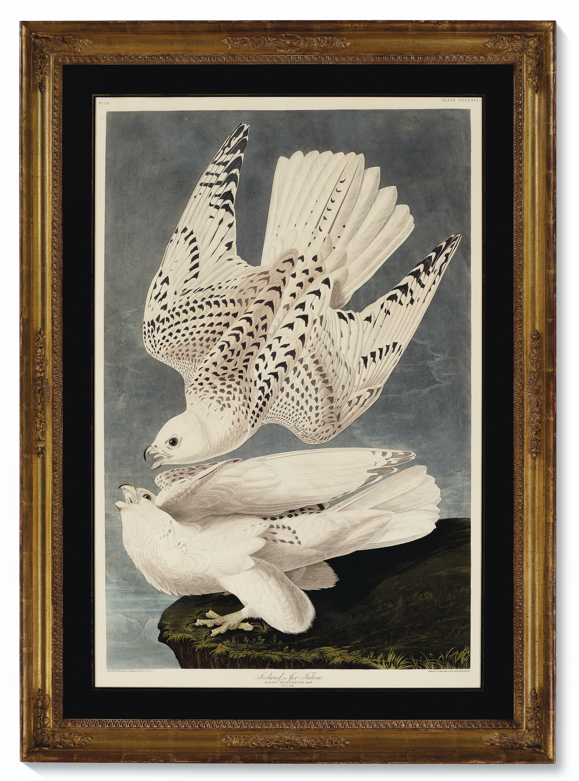 John James Audubon — Исландский кречет, или ястребиный сокол (фото CCCLXVI), Falco rusticolus, изображение 2