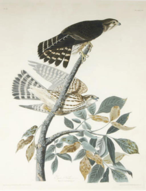John James Audubon — Голубиный ястреб, самец 1.F.2.; и три сопутствующих пластины