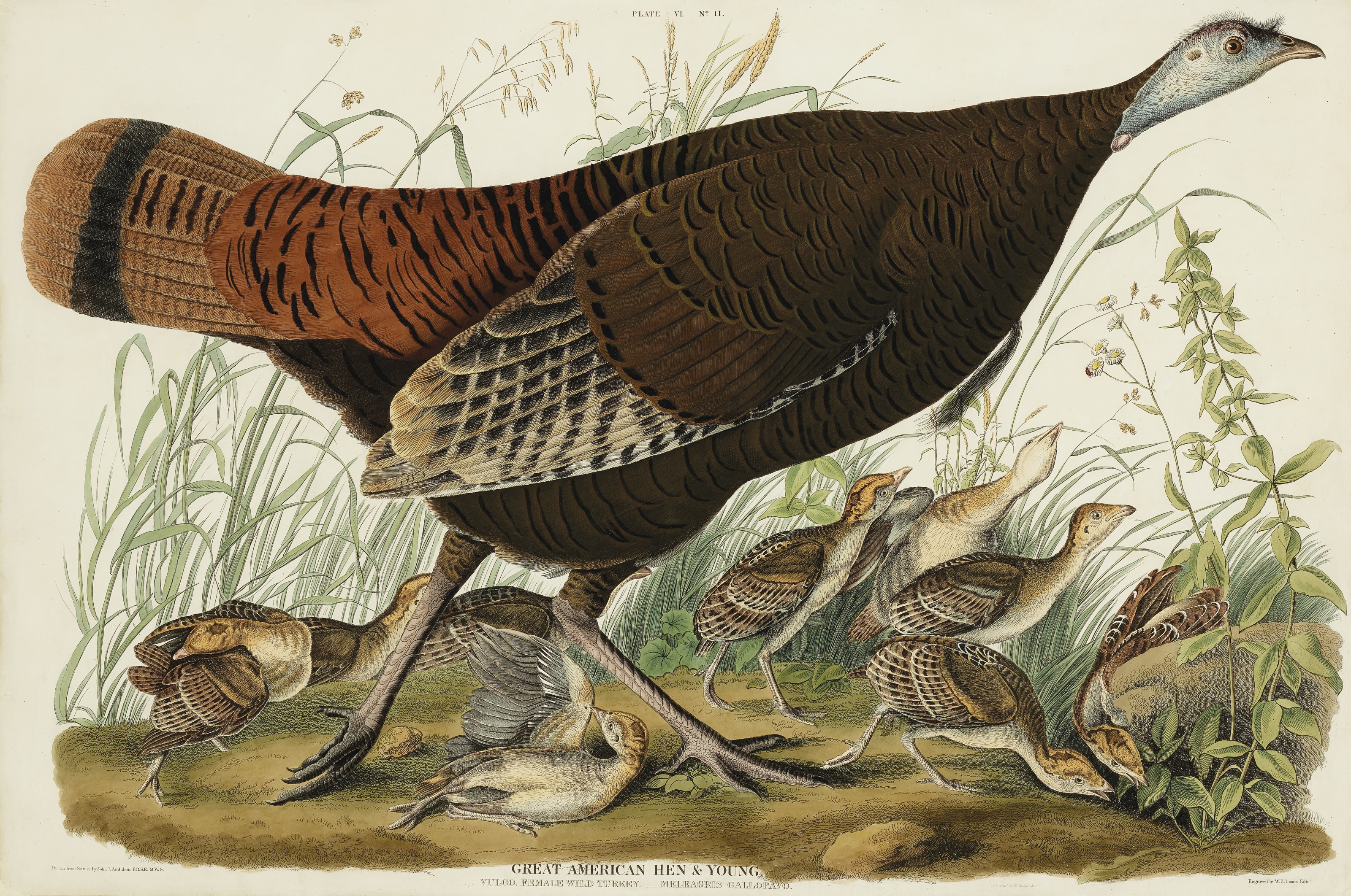 John James Audubon — Большая американская курица и молодняк. Обыкновенная самка дикой индейки (фото VI) Meleagris gallopavo