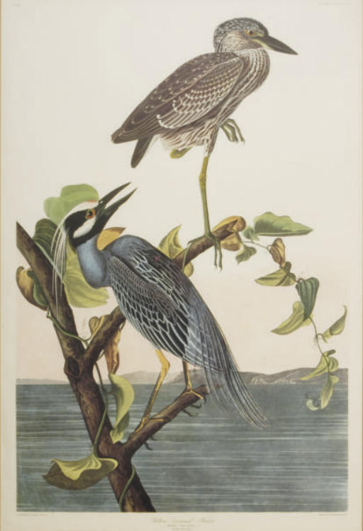 John James Audubon — Желтая коронованная цапля; и две сопутствующие таблички