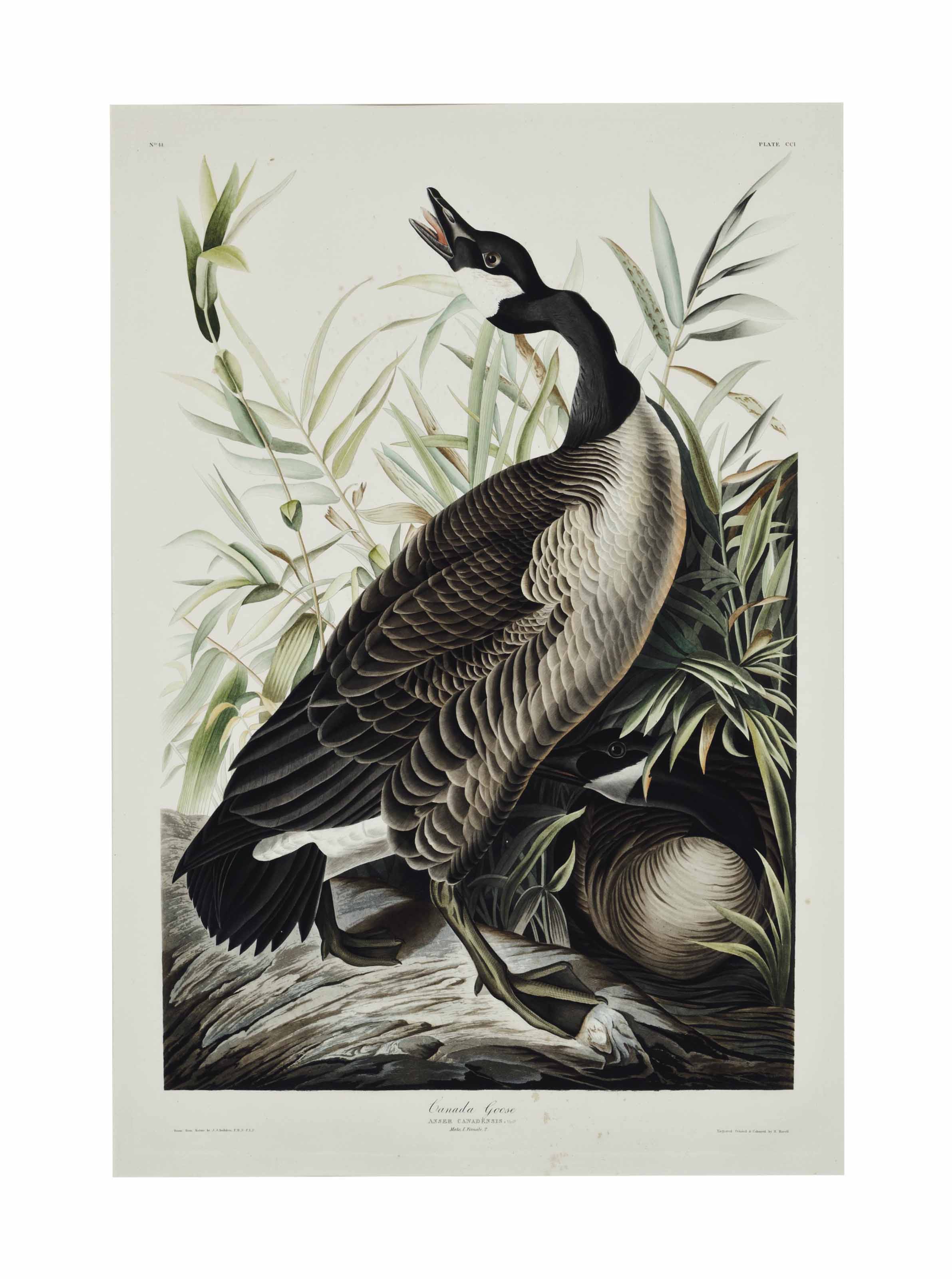 John James Audubon — Канадский гусь (Plate CCI) Branta canadensis