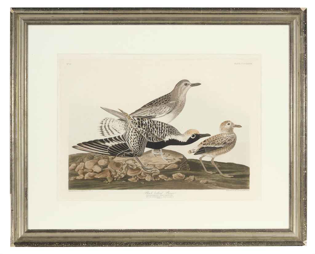 John James Audubon — Черногрудая ржанка: одна тарелка
