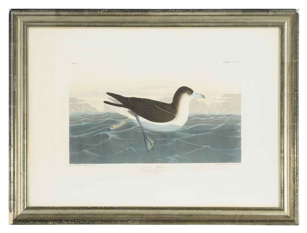 John James Audubon — Темный буревестник: одна тарелка