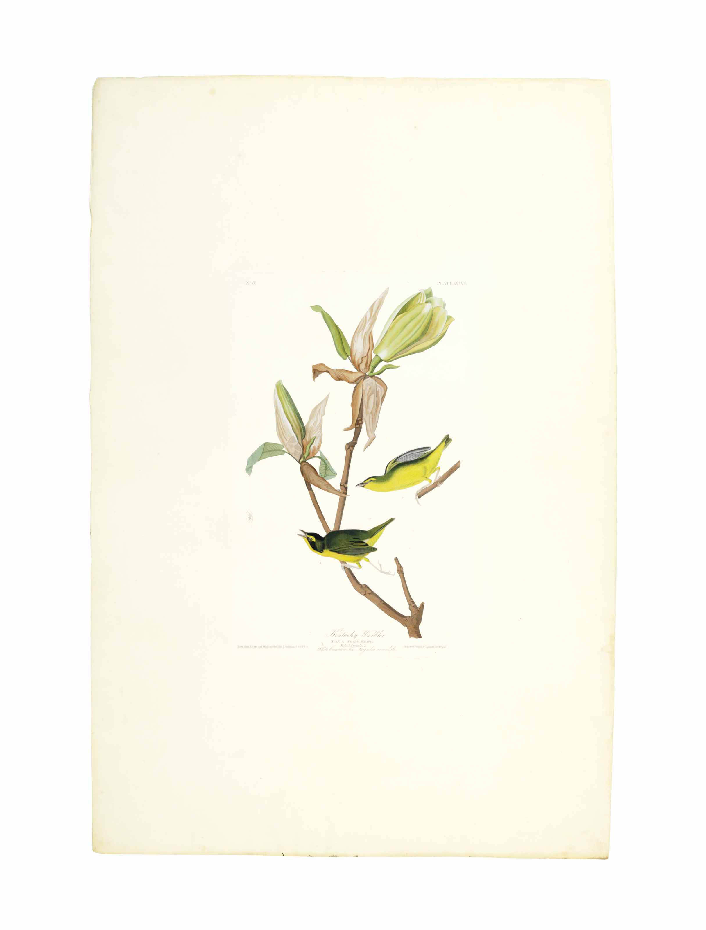 John James Audubon — Кентуккийская камышевка (фото XXXVIII) Oporornis formosus