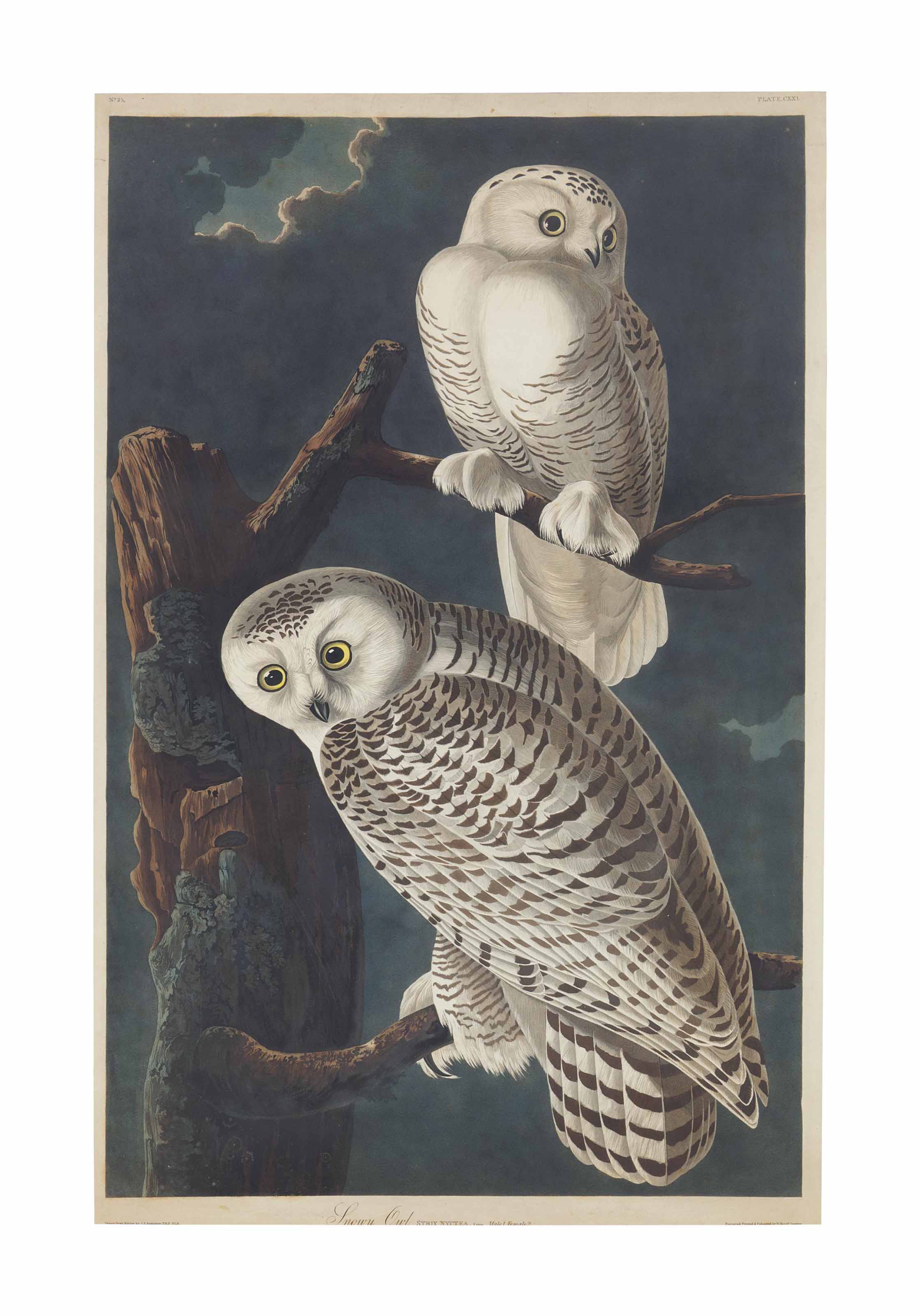 John James Audubon — Снежная сова (пластинка CXXI) Strix nyctea