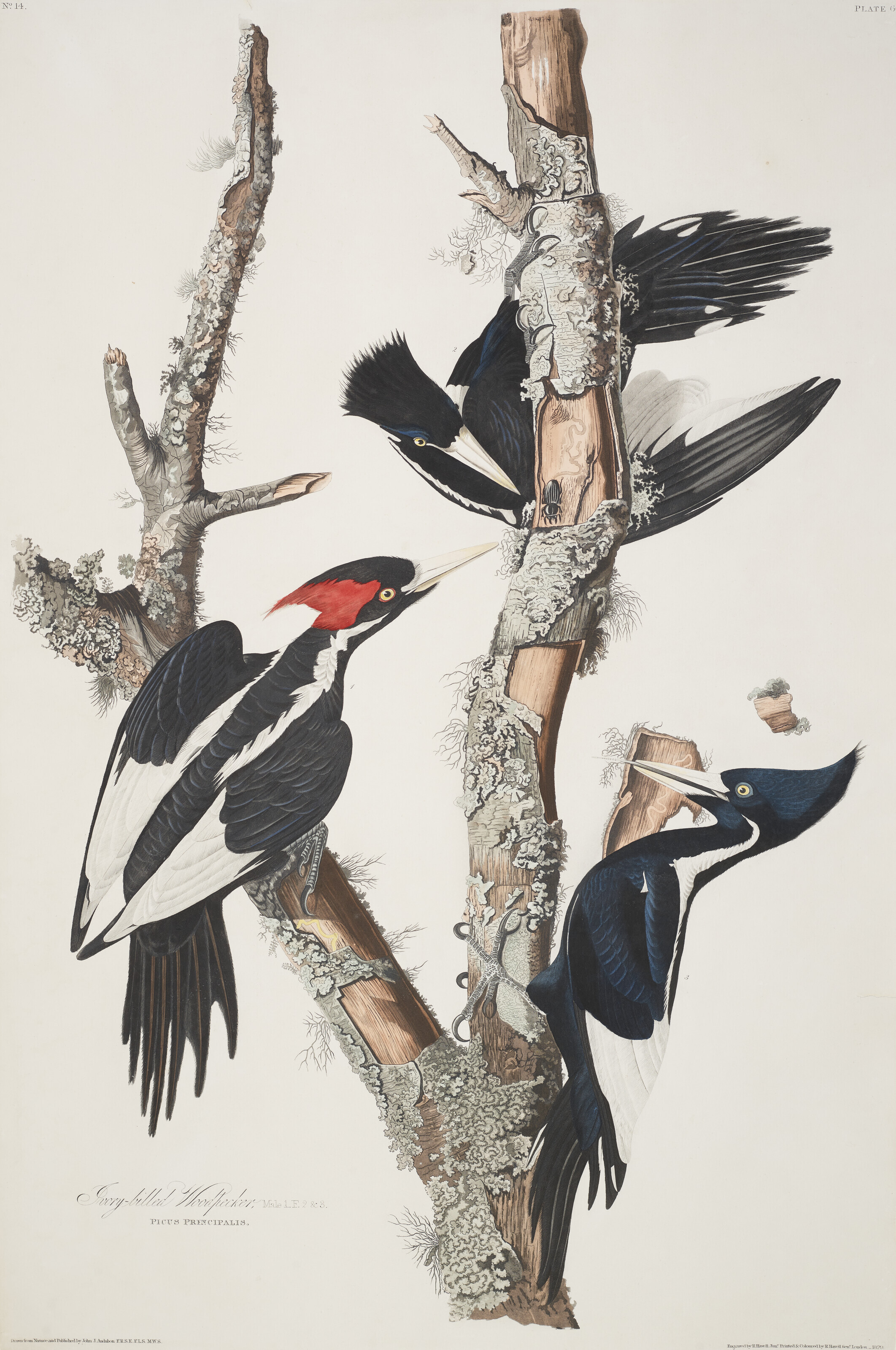John James Audubon — Дятел с клювом цвета слоновой кости (фото 66) из коллекции птиц Америки Campehilus principalis