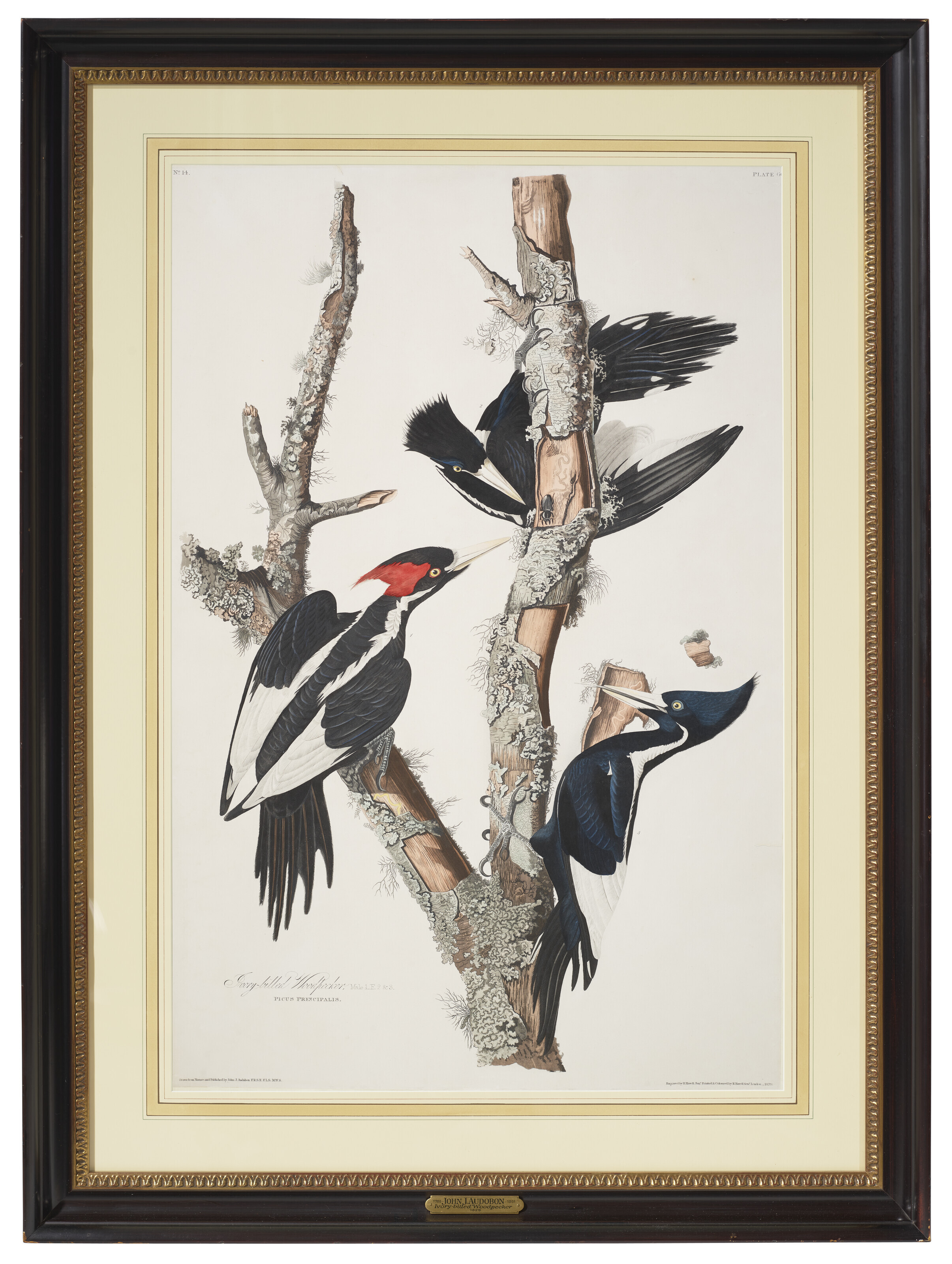 John James Audubon — Дятел с клювом цвета слоновой кости (фото 66) из коллекции птиц Америки Campehilus principalis, изображение 2