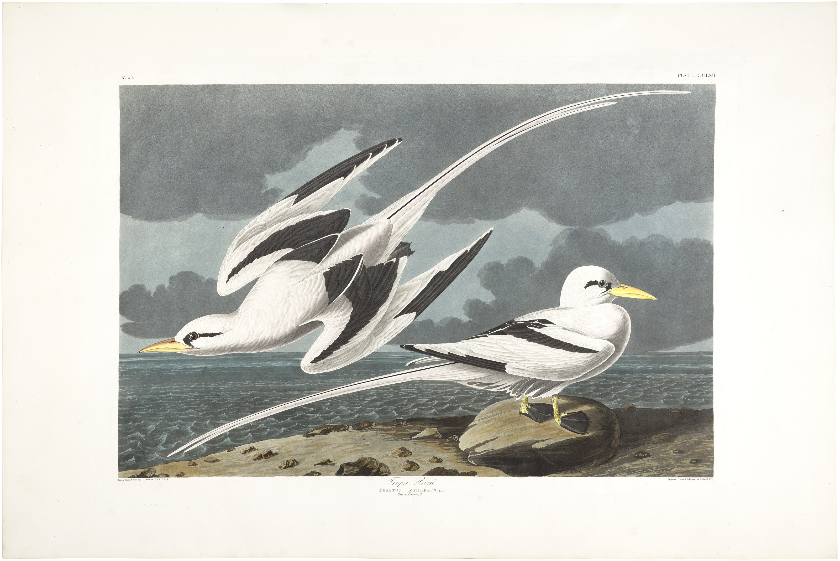 John James Audubon — Тропическая птица (фото CCLXII)