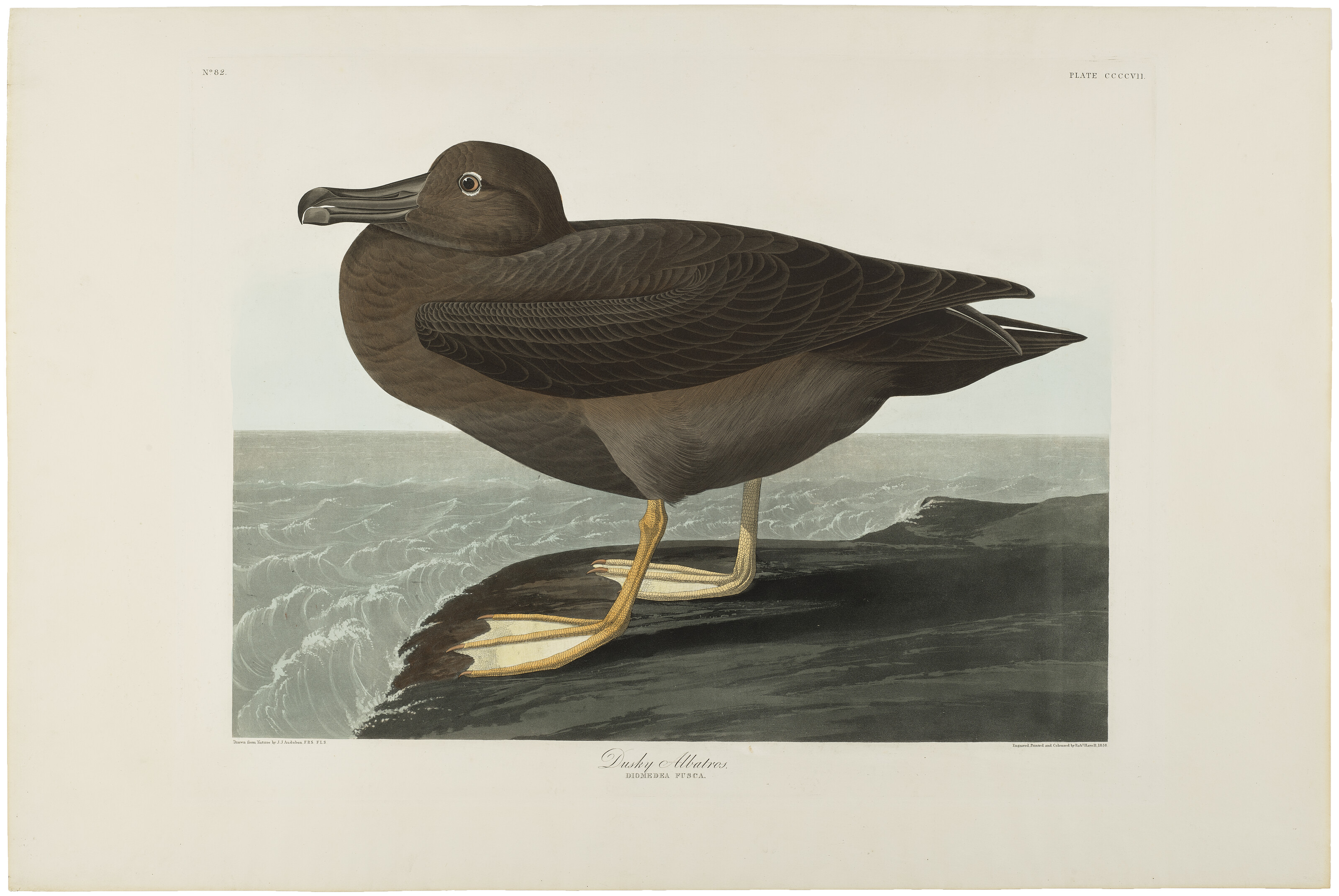 John James Audubon — Темный Альбатрос (фото CCCCVII)