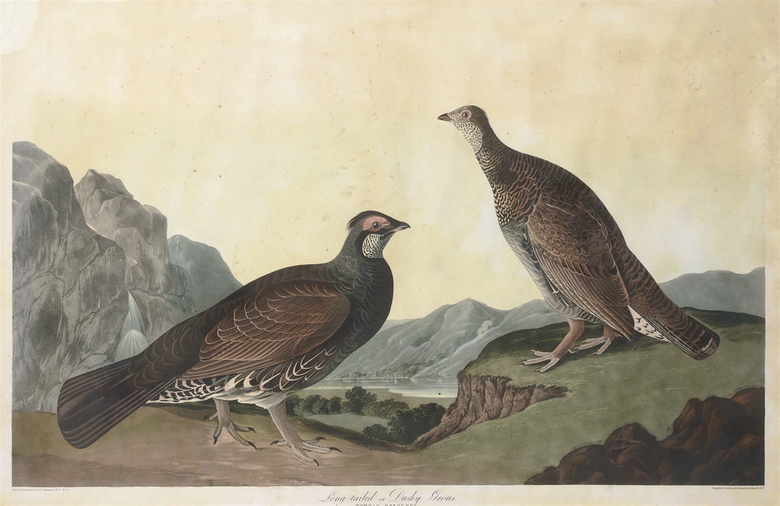 John James Audubon — Длиннохвостый или темноволосый тетерев (пластинчатый CCCLXL) Tetrao obscurus