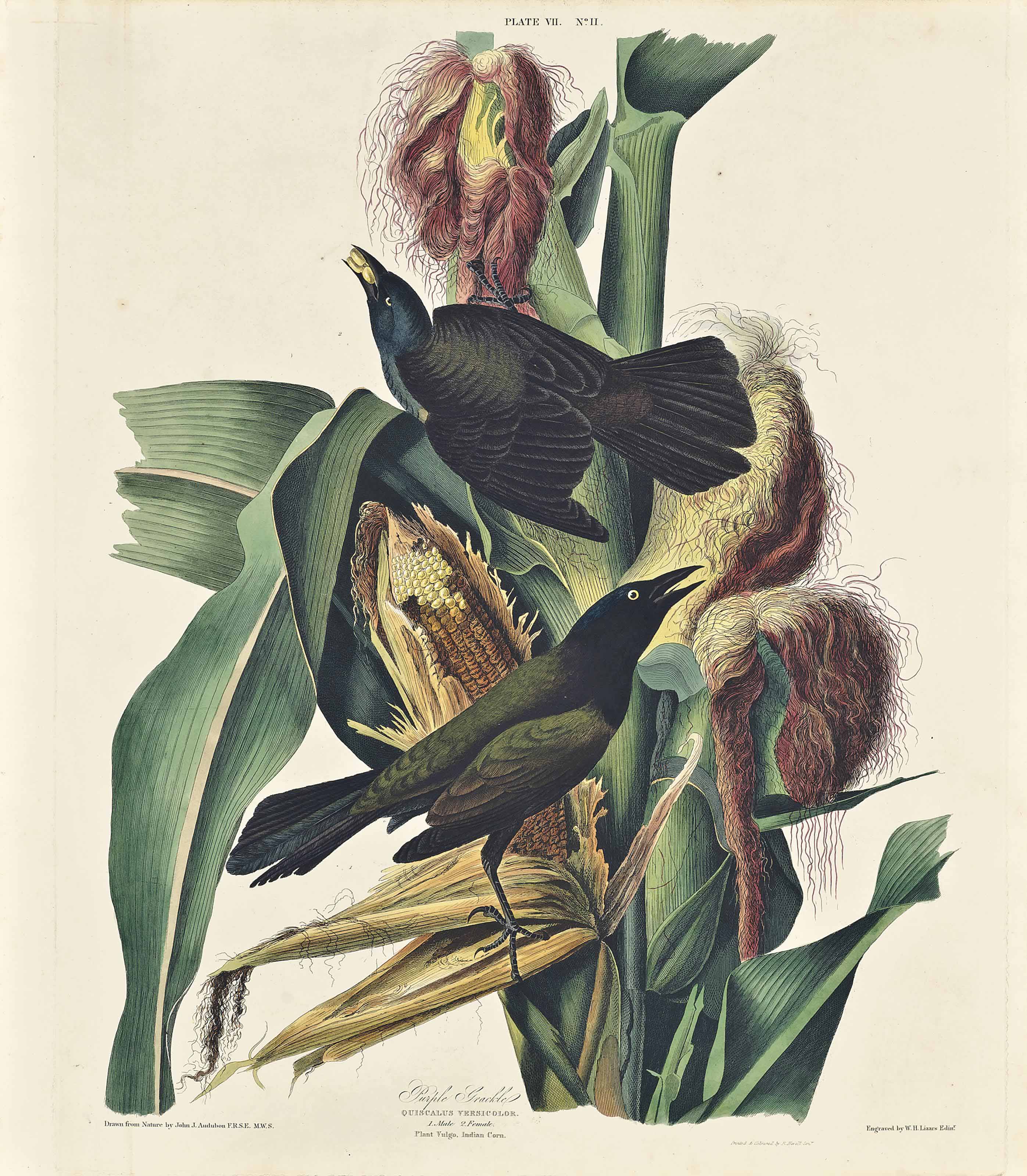John James Audubon — Пурпурный гракль, Quiscalus Versicolor (фото VII)
