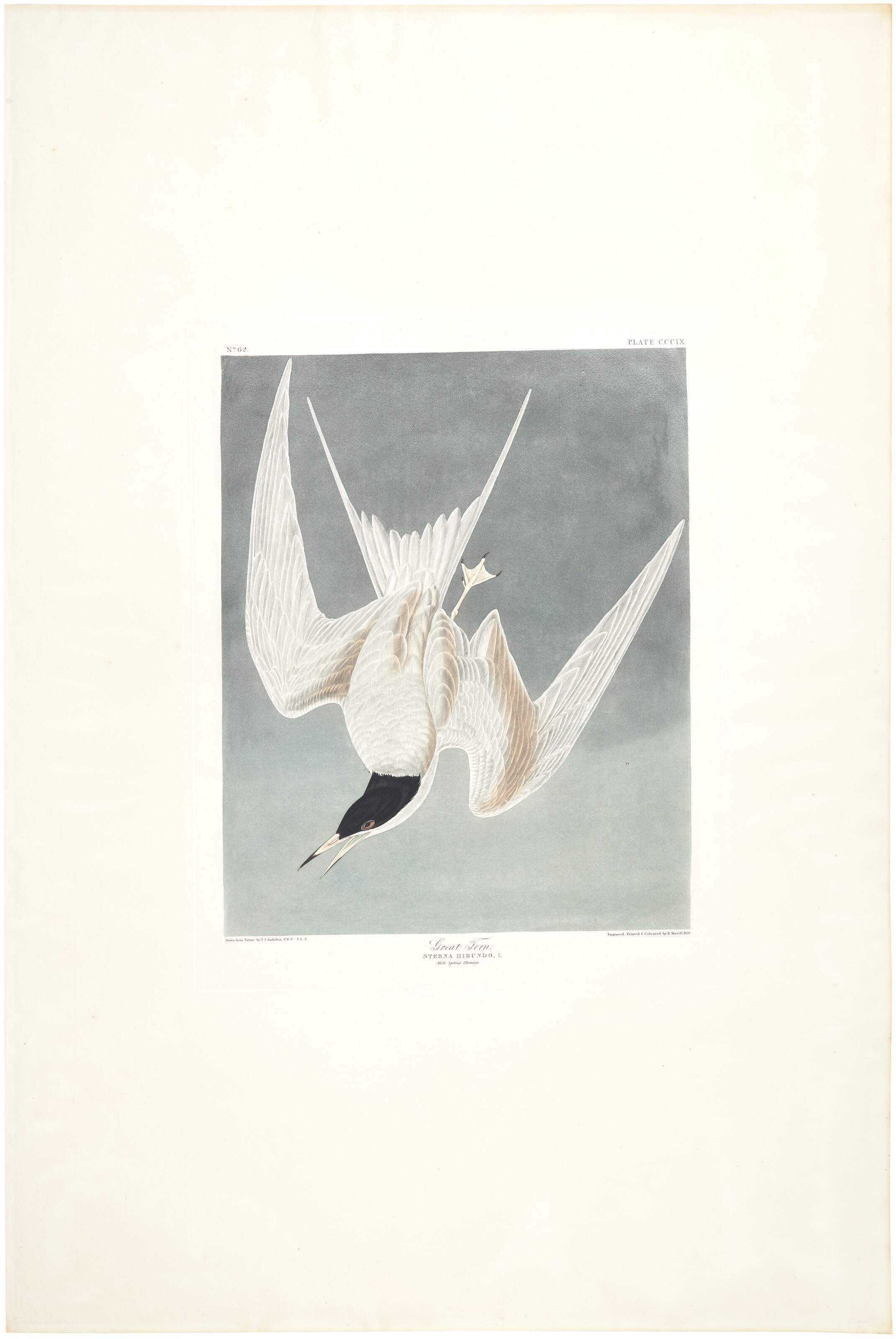 John James Audubon — Большая крачка (пластинка CCCIX)