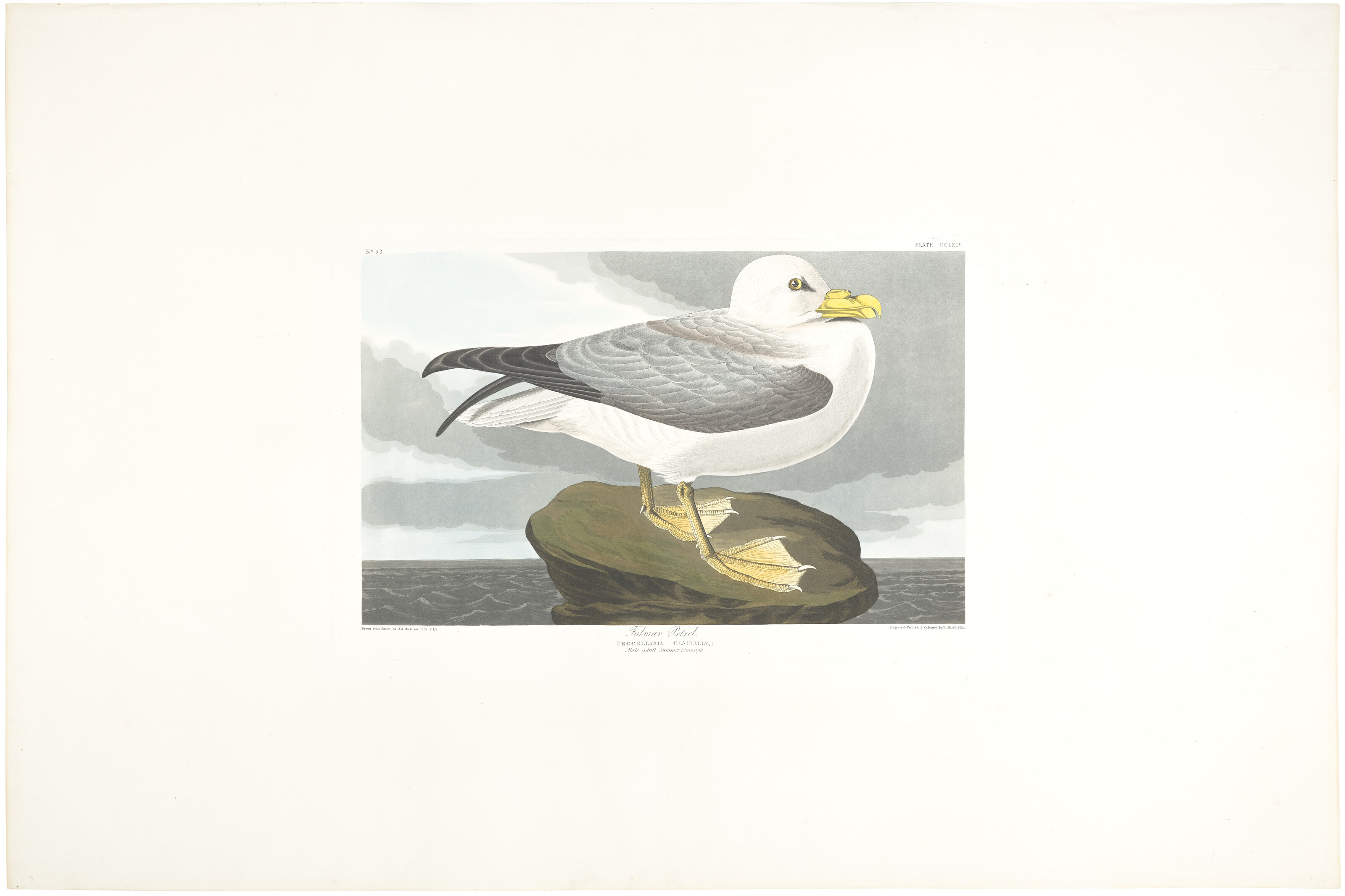 John James Audubon — Буревестник (фото CCLXIV)