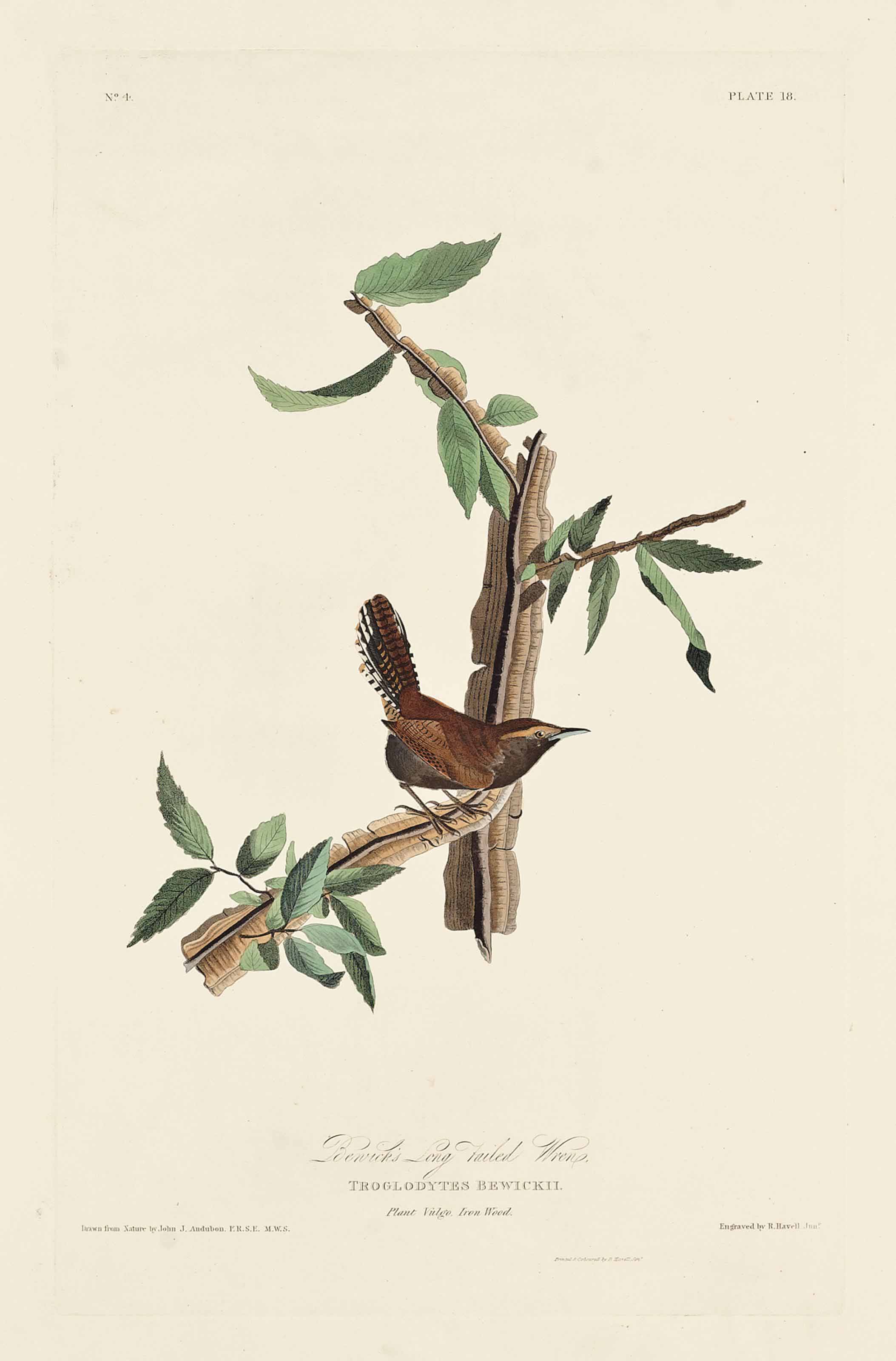 John James Audubon — Длиннохвостый крапивник Бьюика, Troglodytes Bewickii (фото 18)