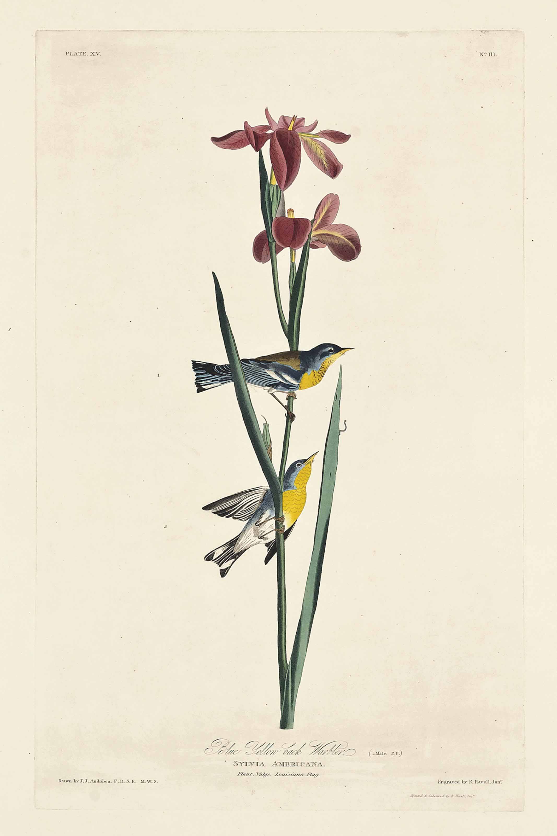 John James Audubon — Сине-желтая камышевка, Sylvia Americana (фото XV)