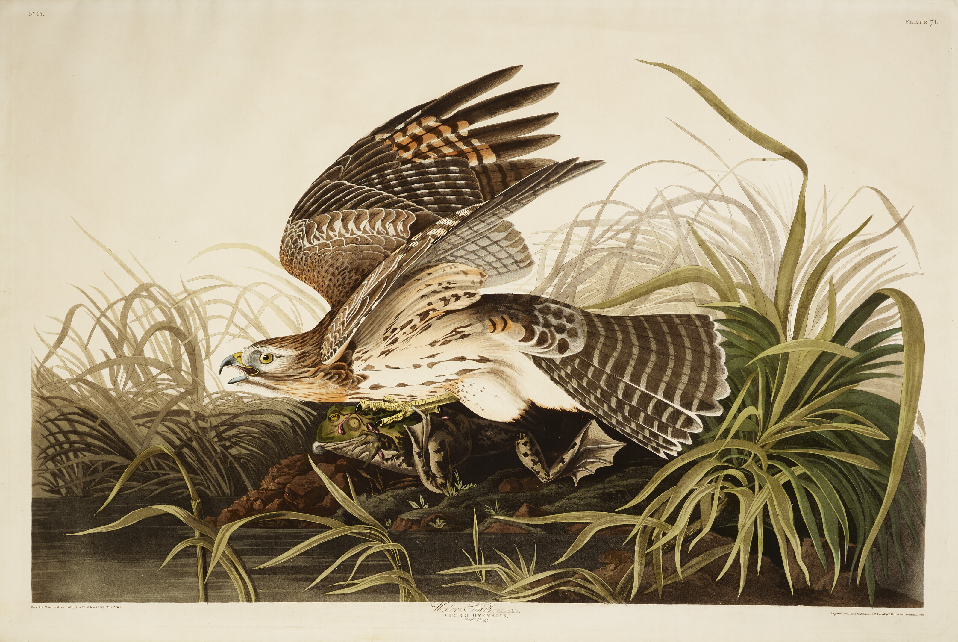 John James Audubon — Зимний ястреб (фото 71) Красноплечий ястреб, Buteo lineatus