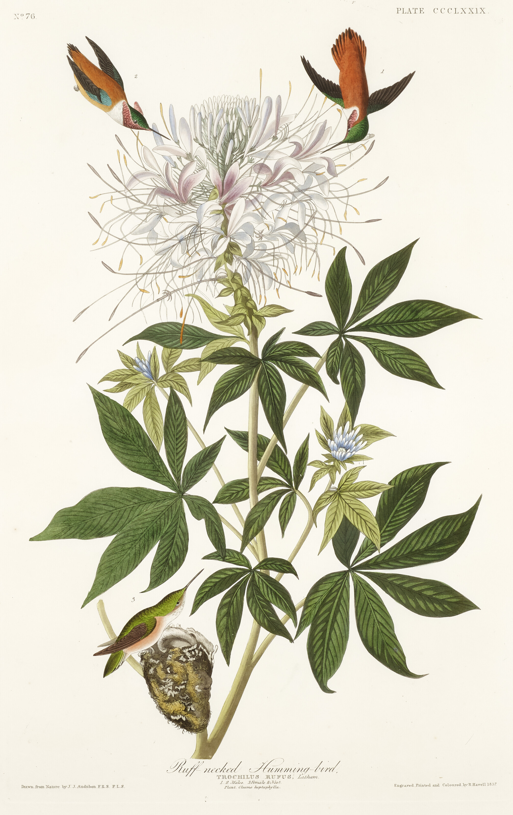 John James Audubon — Колибри с гофрированной шеей (фото CCCLXXIX) Рыжеватый колибри, Selasphorus rufus