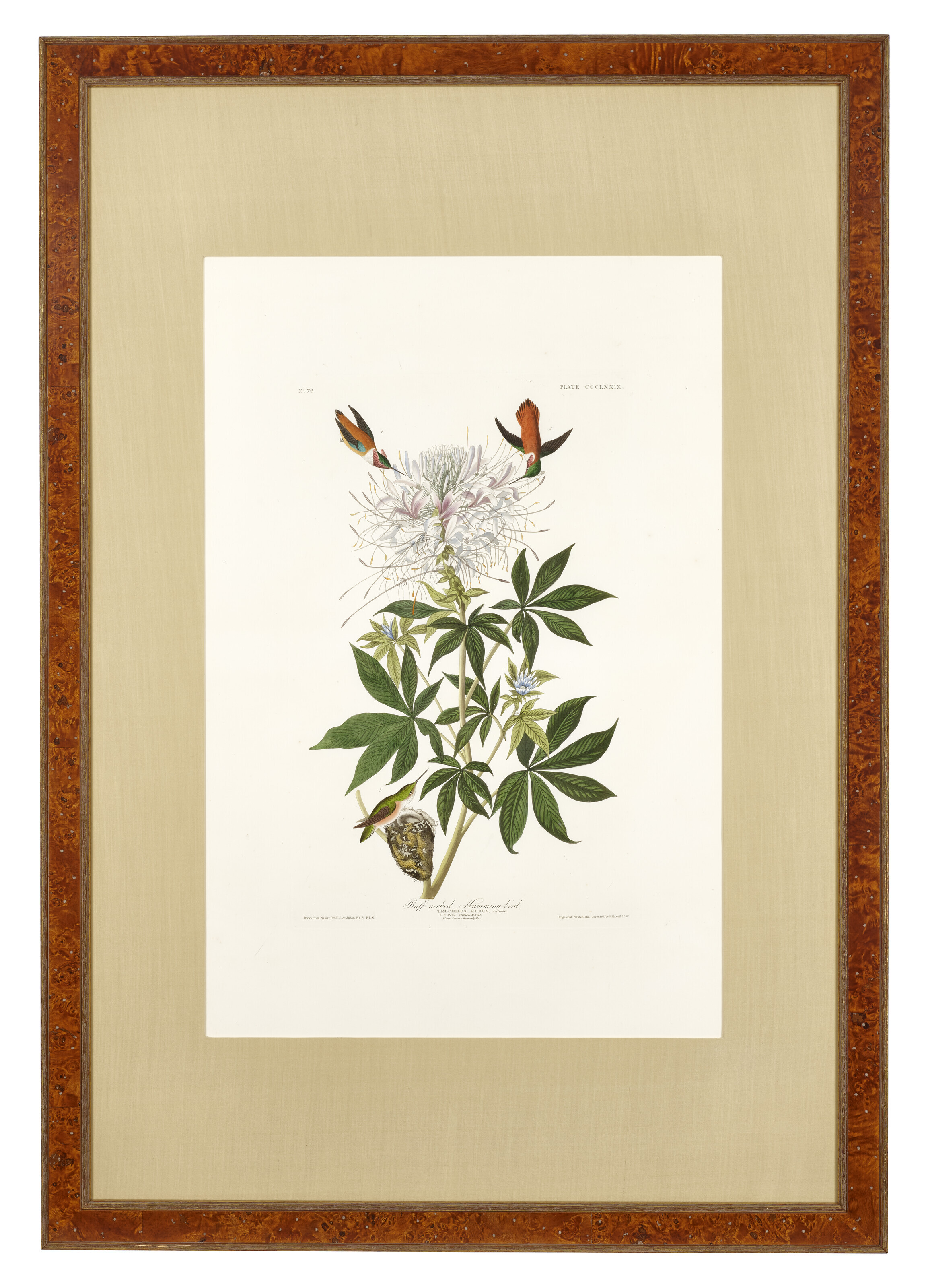 John James Audubon — Колибри с гофрированной шеей (фото CCCLXXIX) Рыжеватый колибри, Selasphorus rufus, изображение 2
