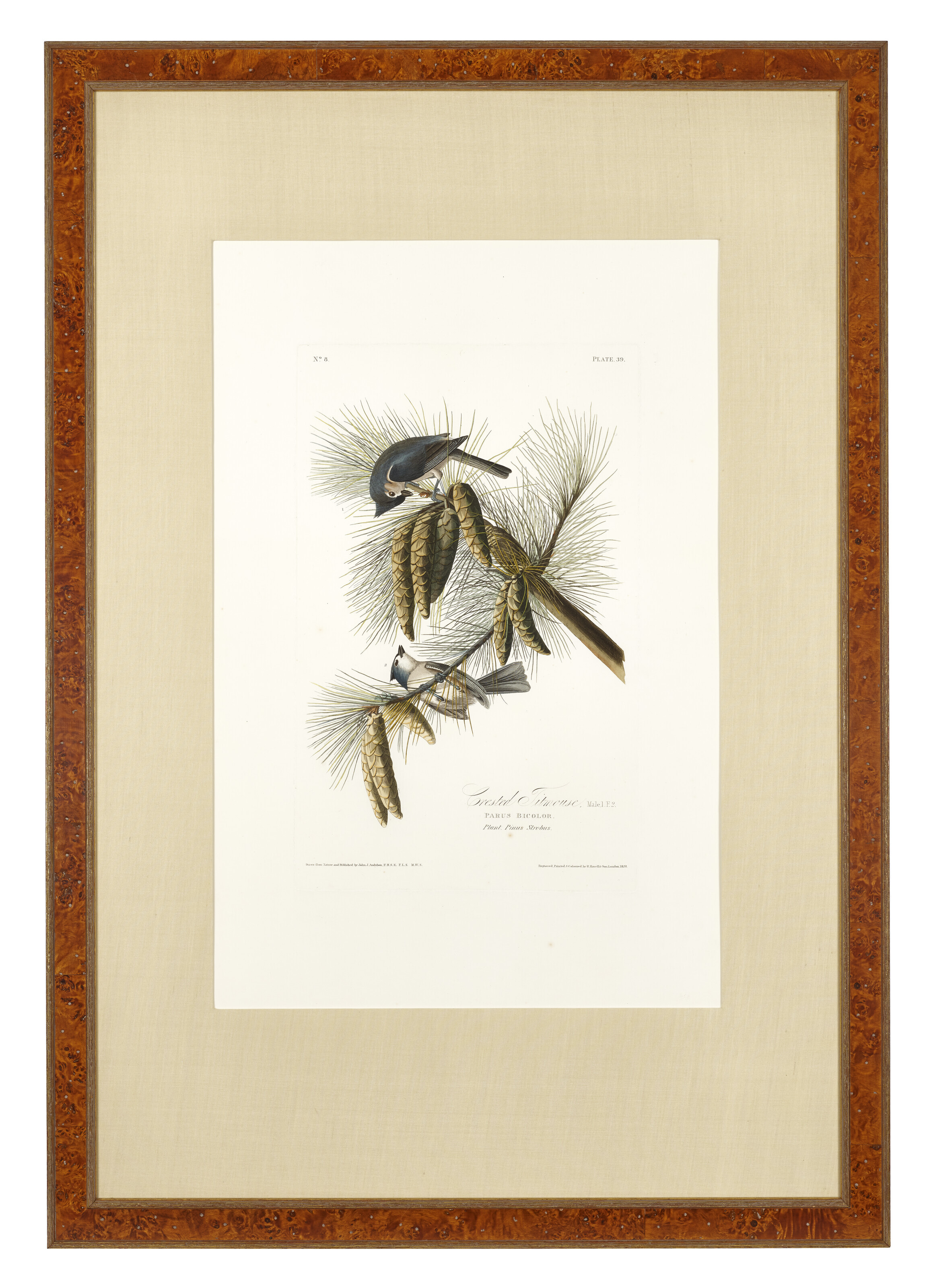 John James Audubon — Хохлатая синица (фото 39) Хохлатая синица, Baeolophus bicolor, изображение 2