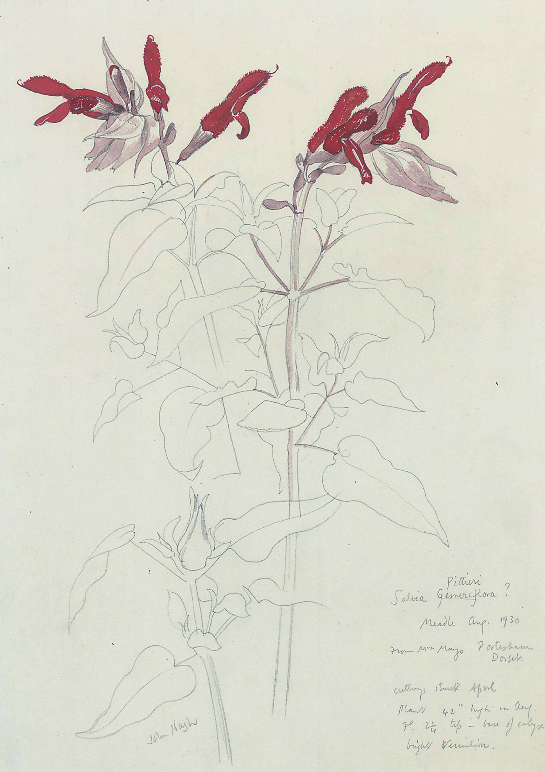 John Nash — Изучение Salvia Pittieri