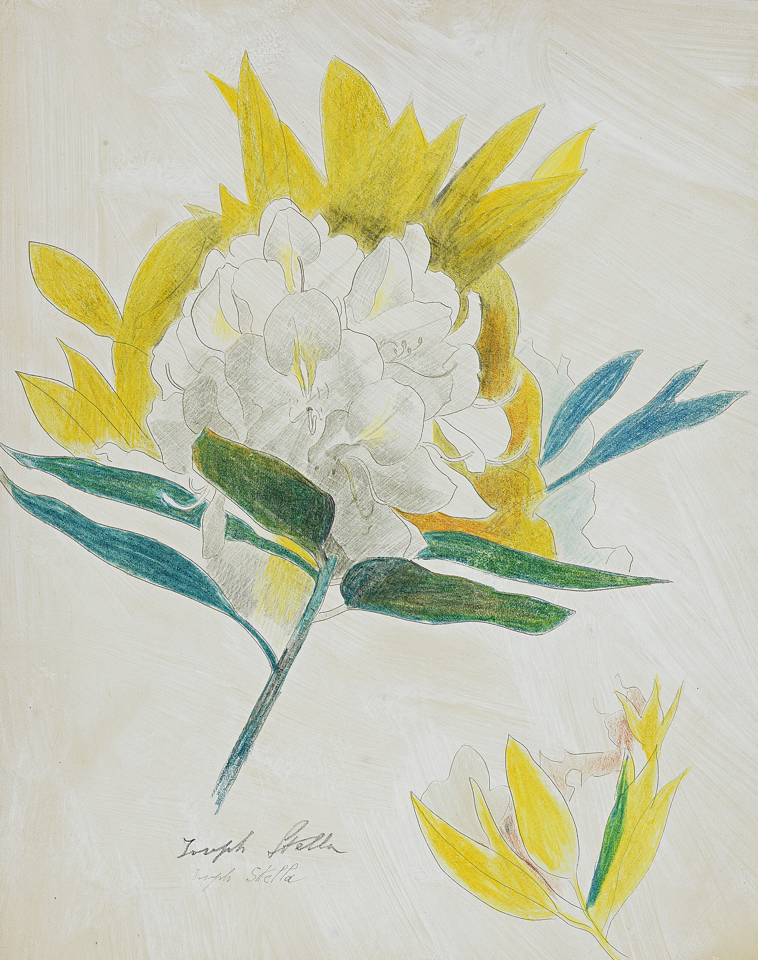 Joseph Stella — Цветок кактуса