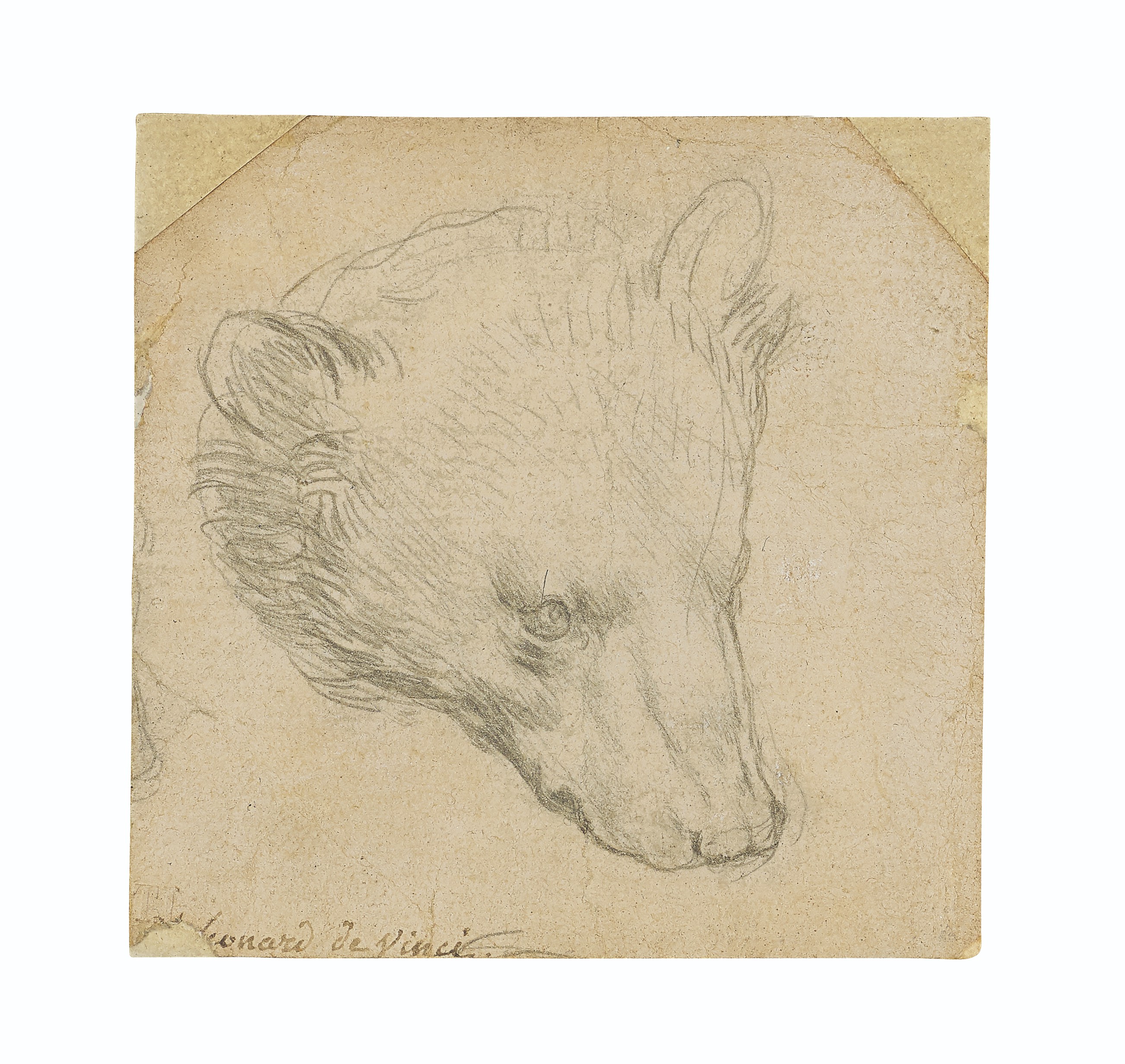Leonardo da Vinci — Голова медведя