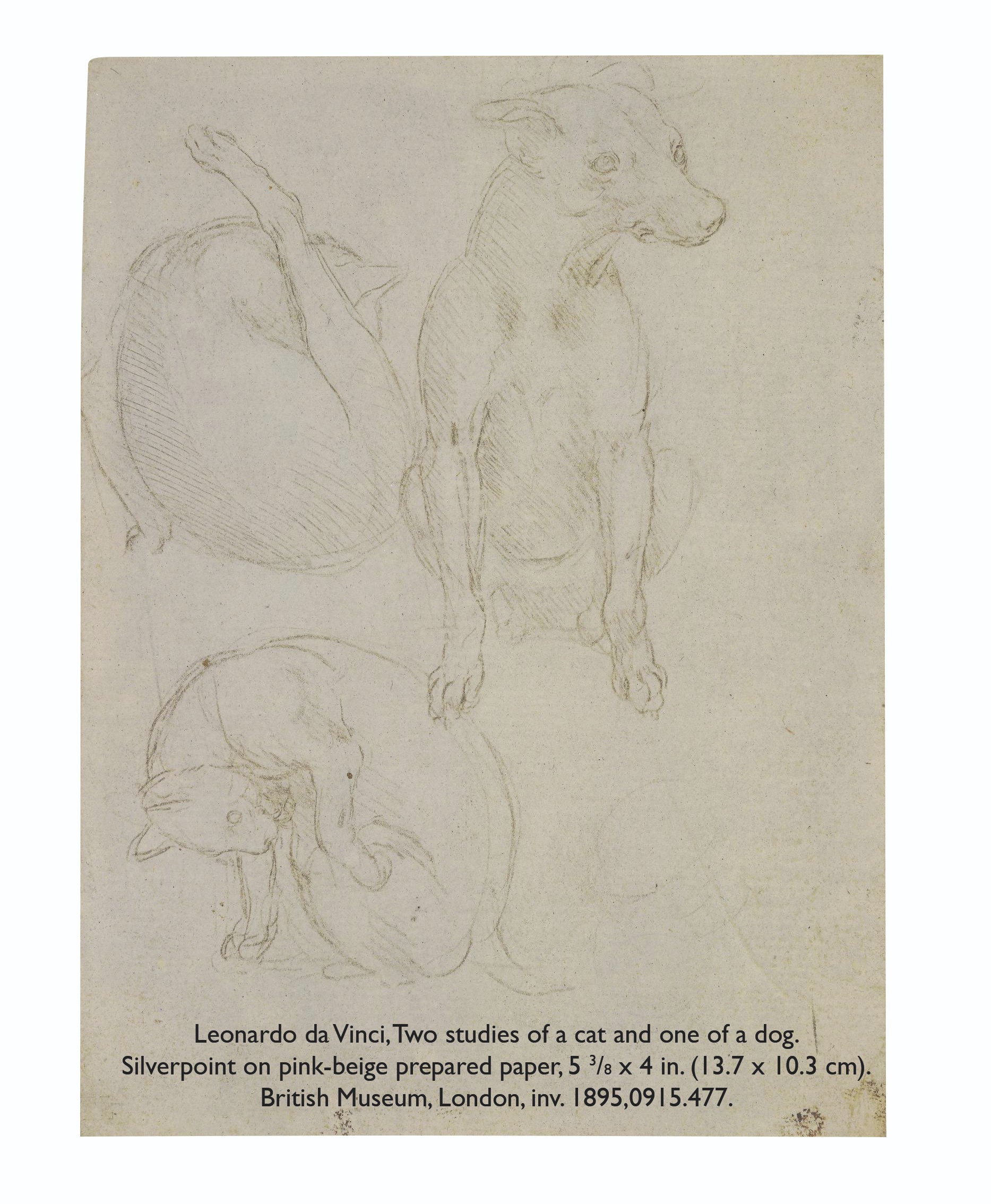 Leonardo da Vinci — Голова медведя, изображение 2