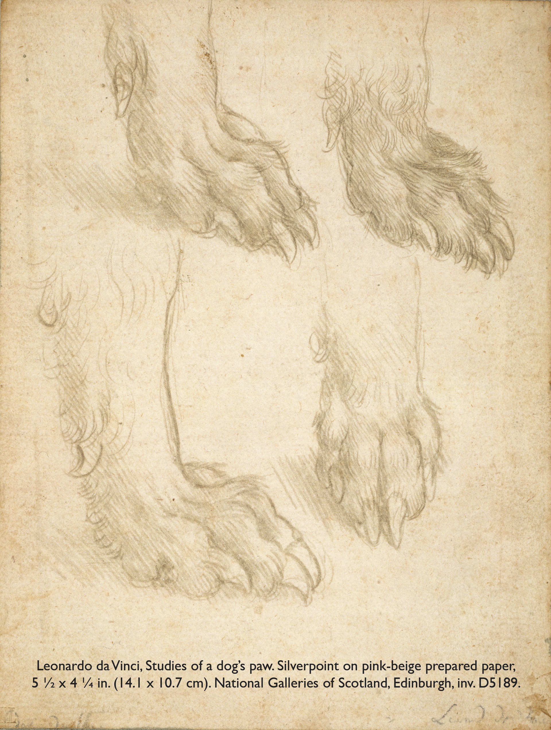 Leonardo da Vinci — Голова медведя, изображение 3