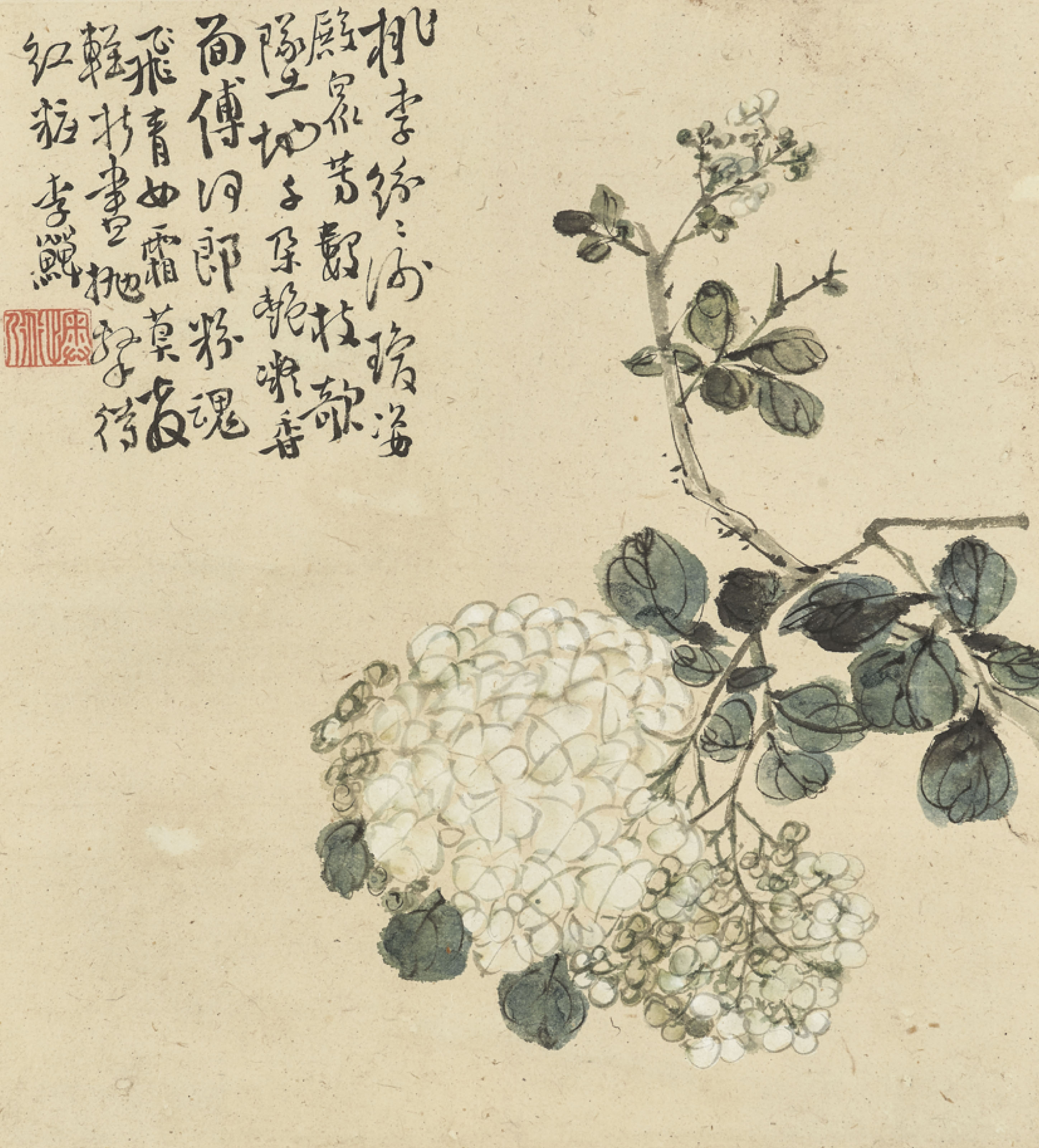 Li Shan — Гортензия
