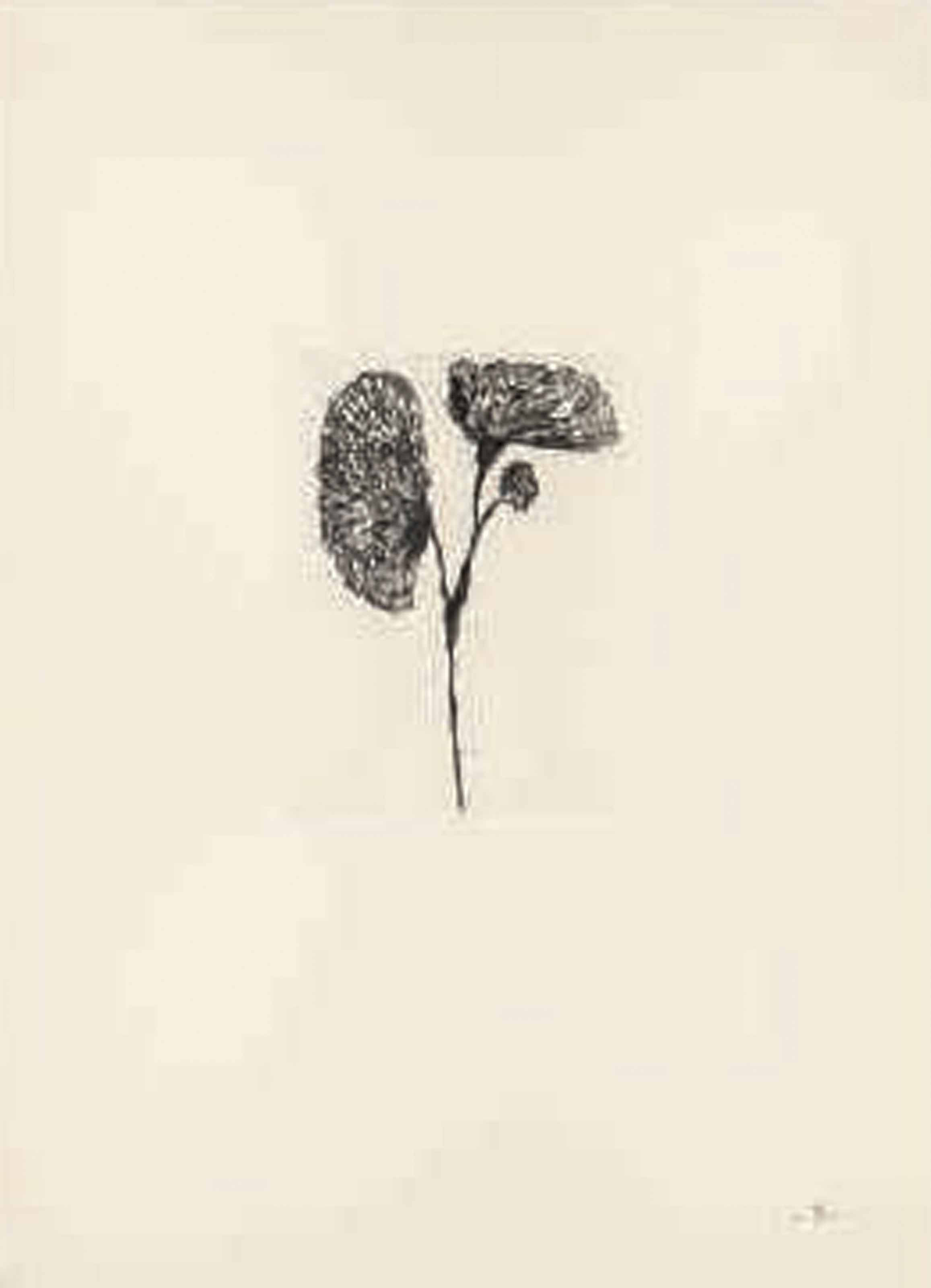 Louise Bourgeois — Невзрачная Девушка, Целая Жизнь, изображение 2