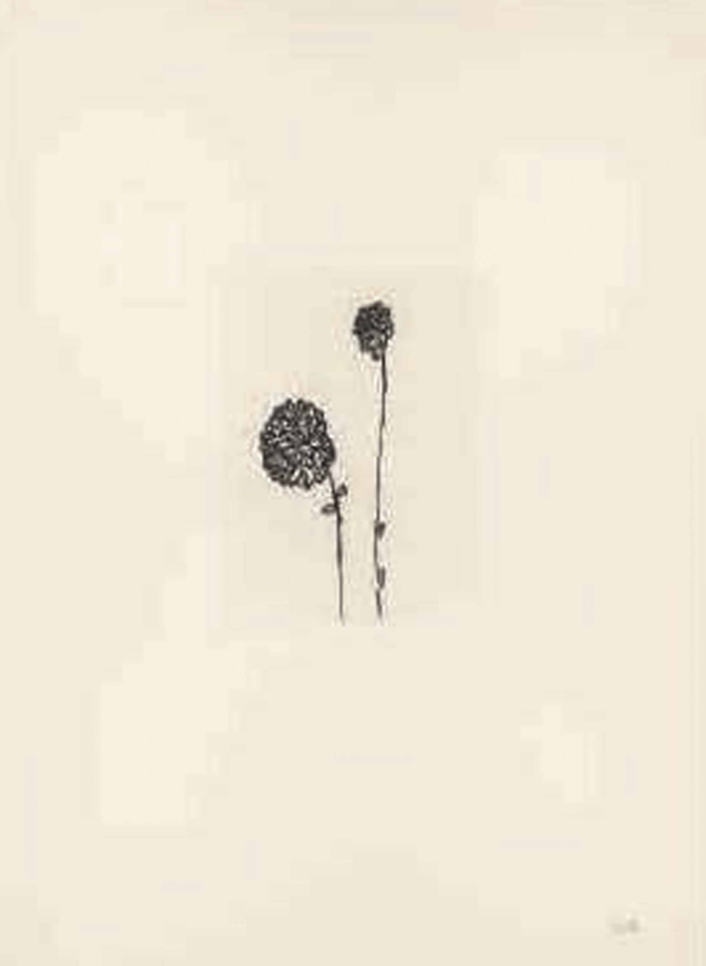 Louise Bourgeois — Невзрачная Девушка, Целая Жизнь, изображение 11