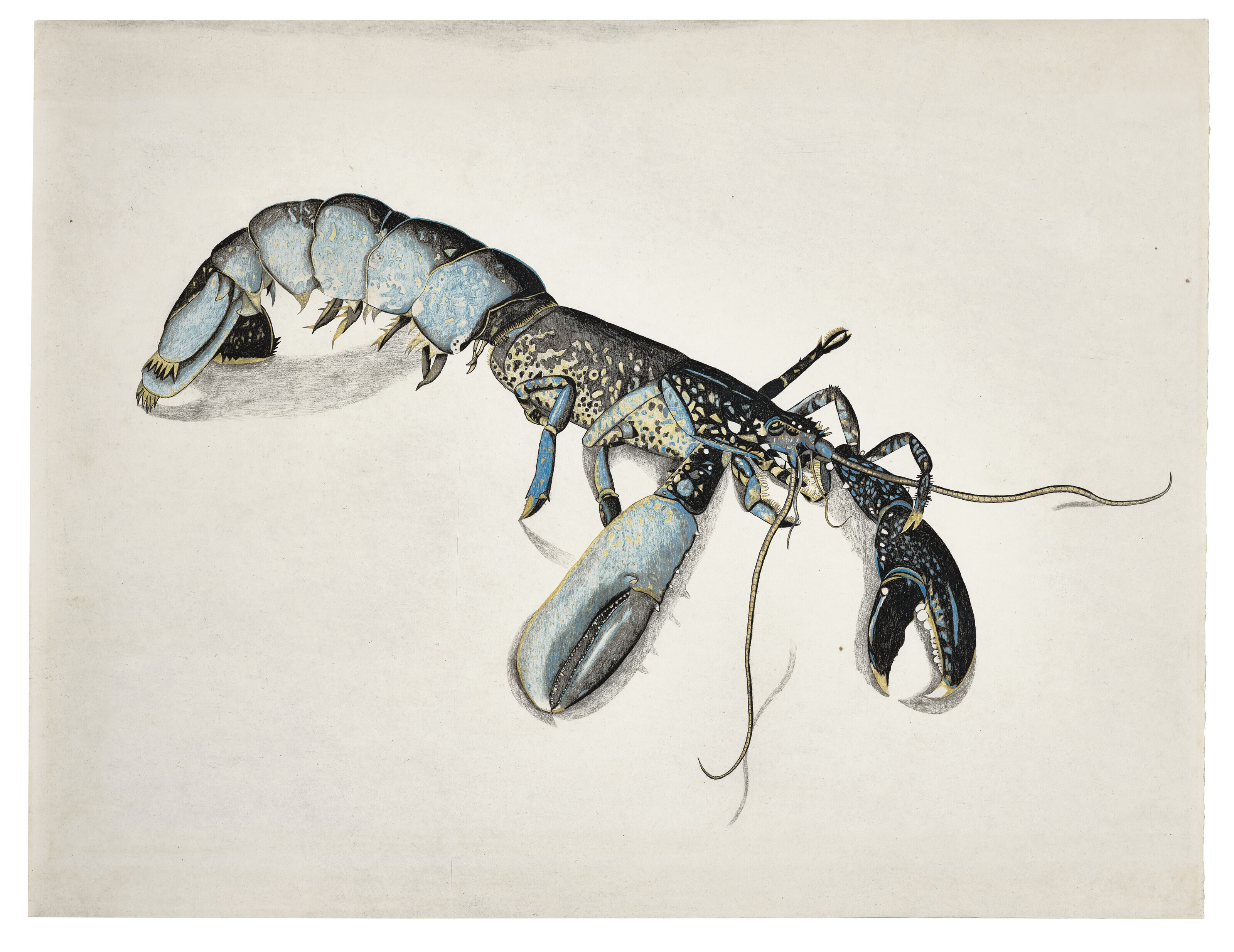 Lucian Freud — Лобстер, изображение 3