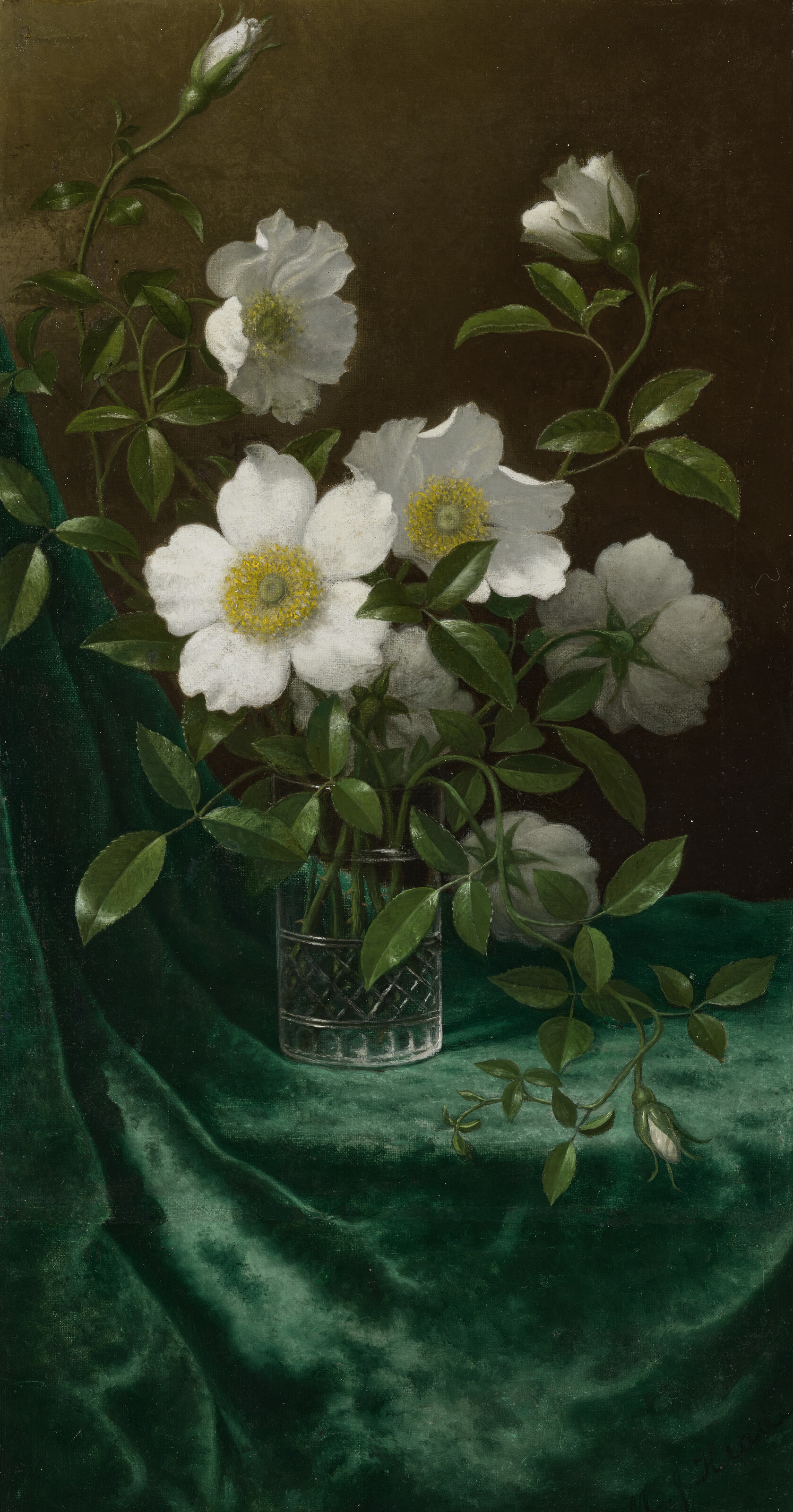 Martin Johnson Heade — Розы чероки на синем бархате
