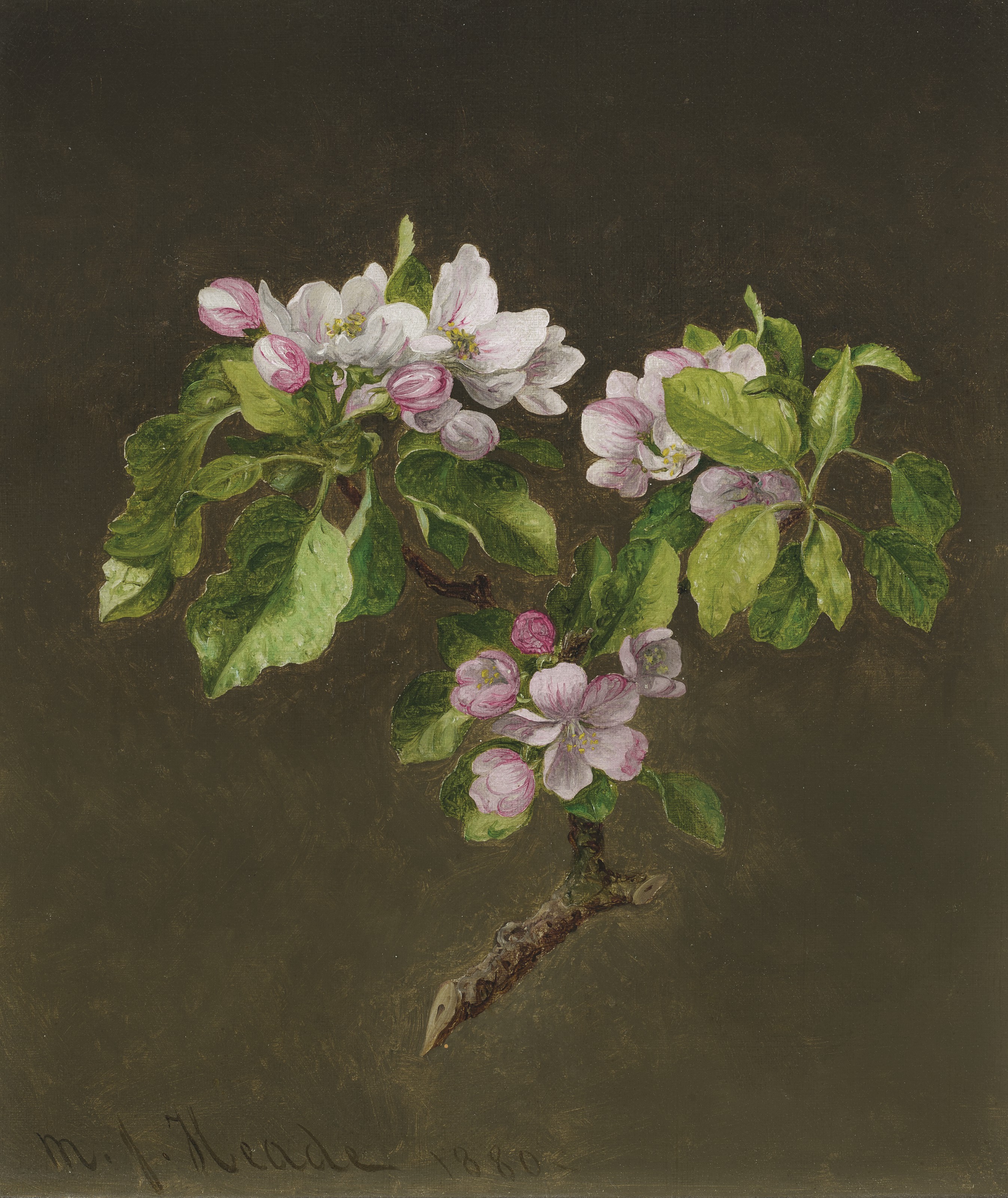 Martin Johnson Heade — Ветка цветущей яблони