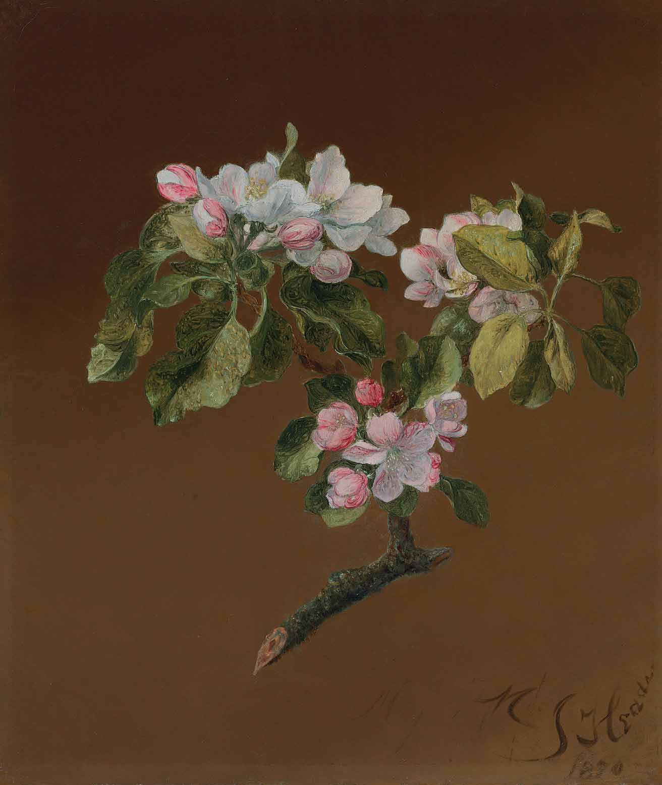 Martin Johnson Heade — Веточка яблоневого цвета