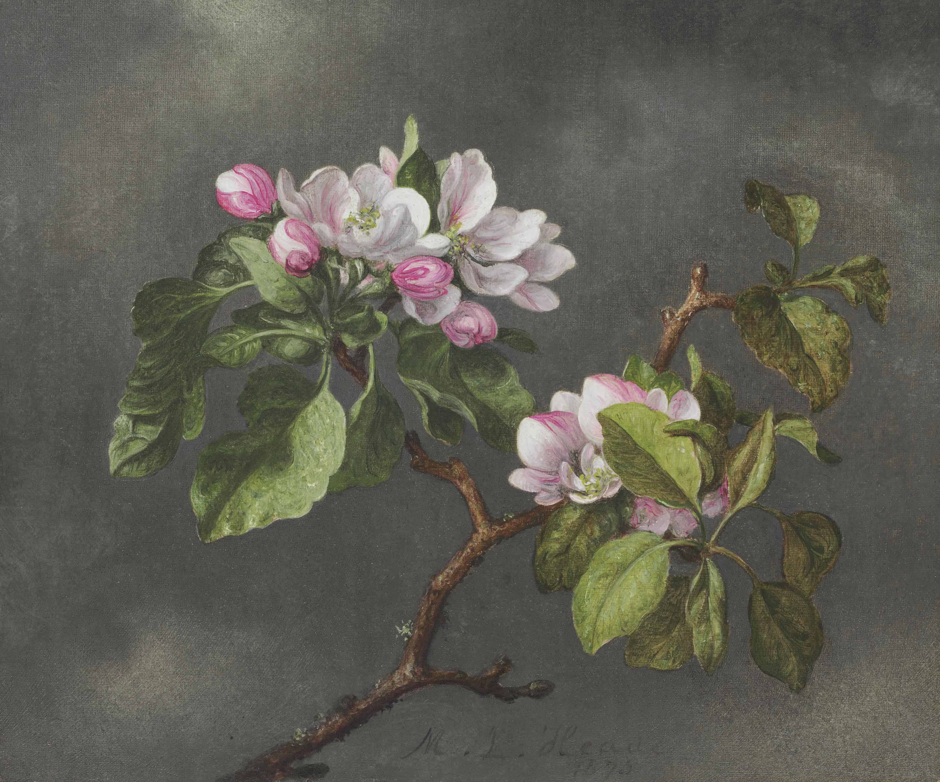 Martin Johnson Heade — Яблоневый цвет