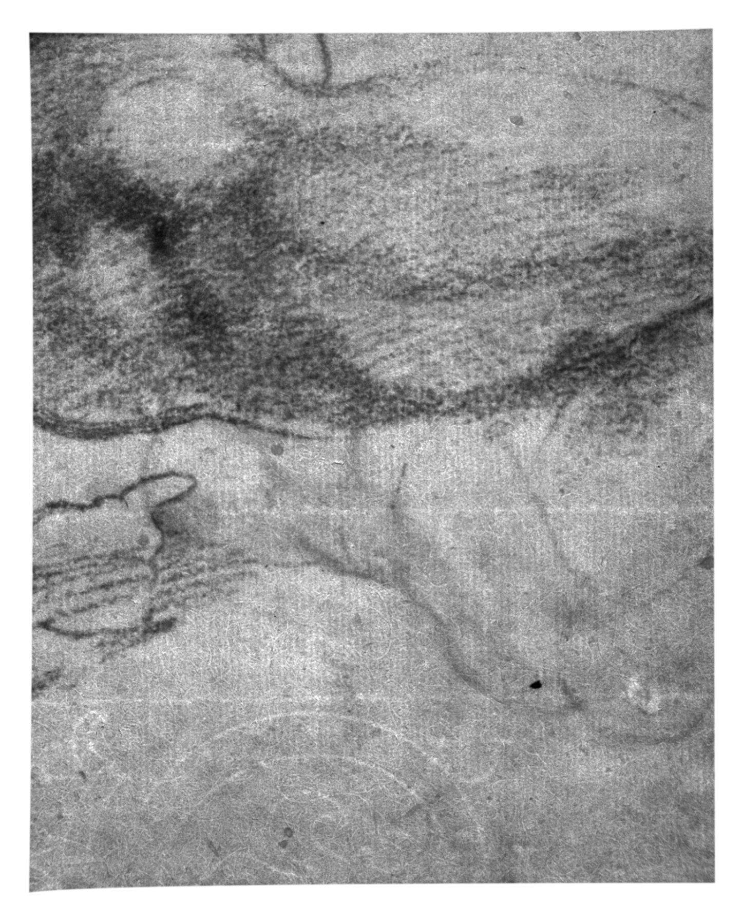 Michelangelo — Этюд стопы Ливийской сивиллы (прямая сторона); Этюд ноги с согнутым коленом (обратная сторона), изображение 2