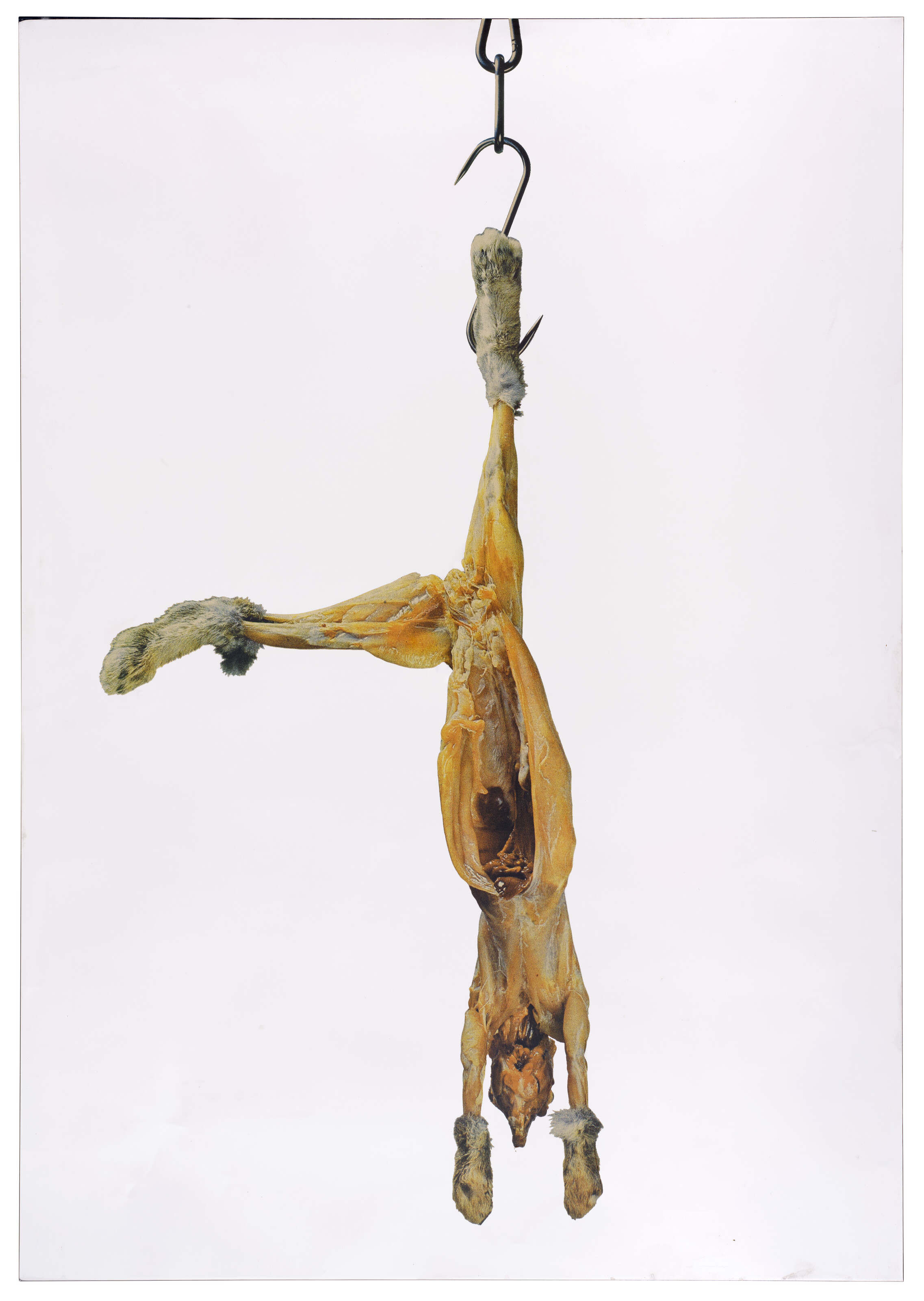 Michelangelo — Конильо
