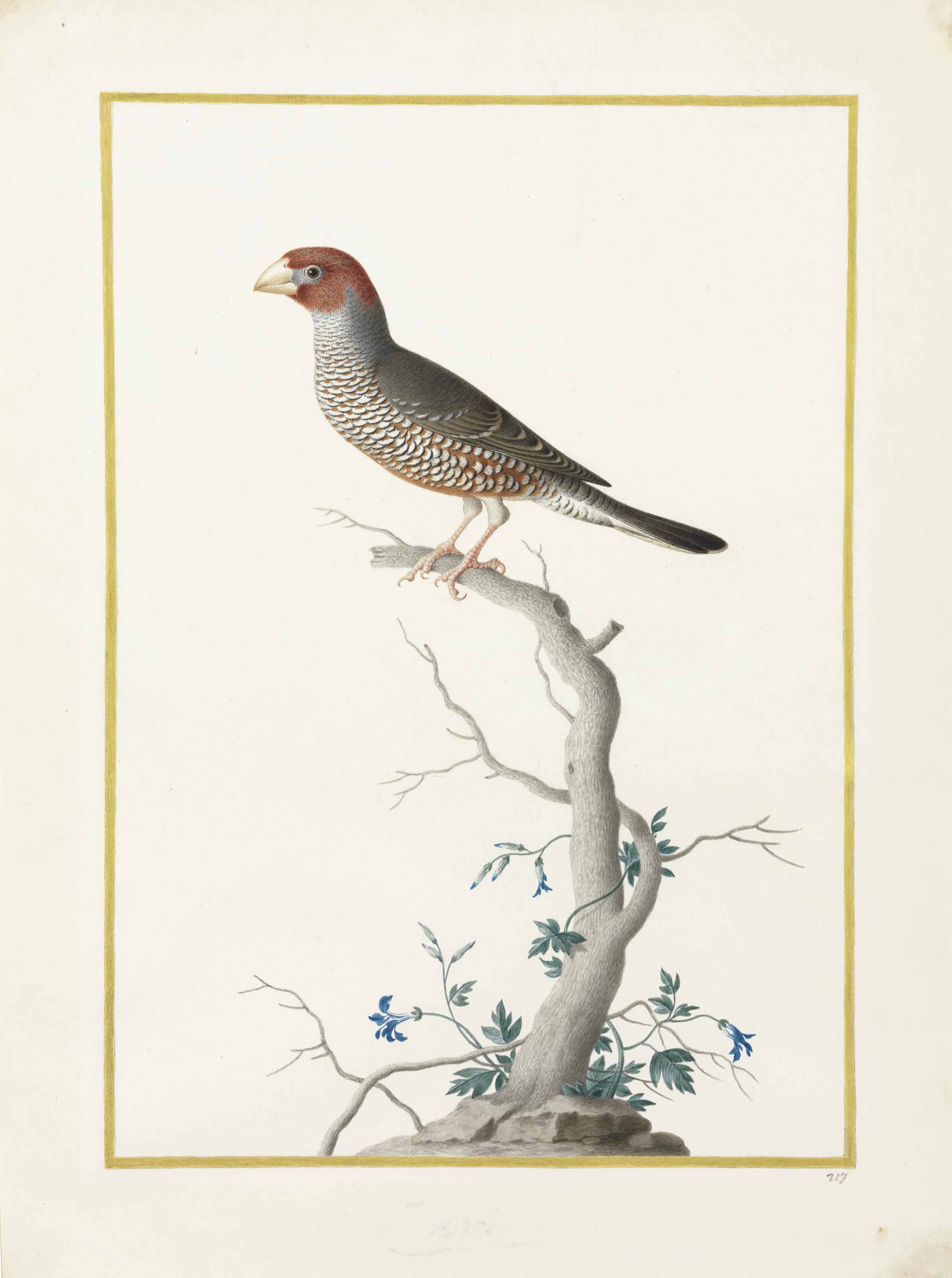 Nicolas Robert — Красноголовый вьюрок ( Amadina erythrocephala )