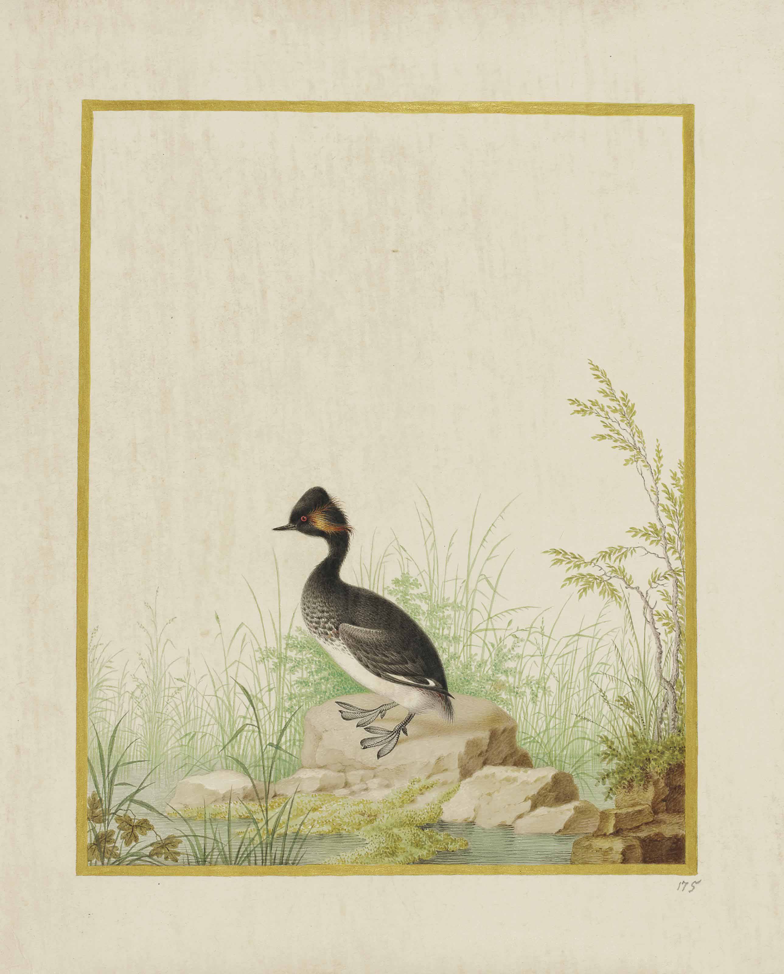 Nicolas Robert — Черная капуста (Podiceps nigricollis)