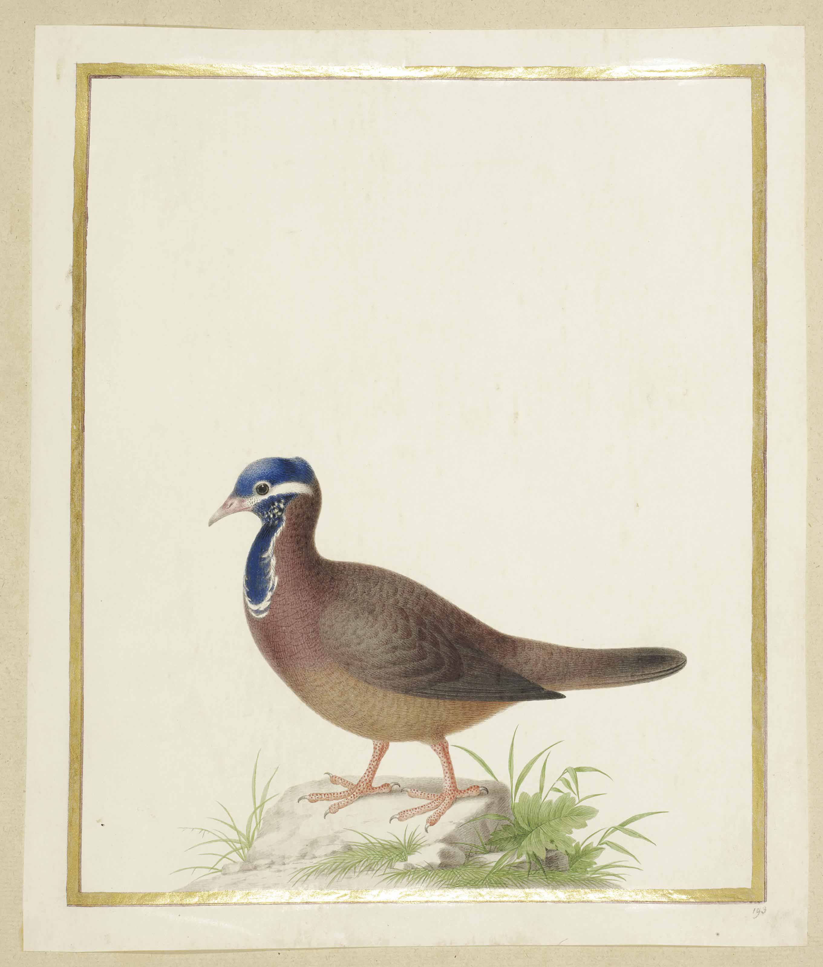 Nicolas Robert — Голубая черепаха (Starnoenas cyanocephala)