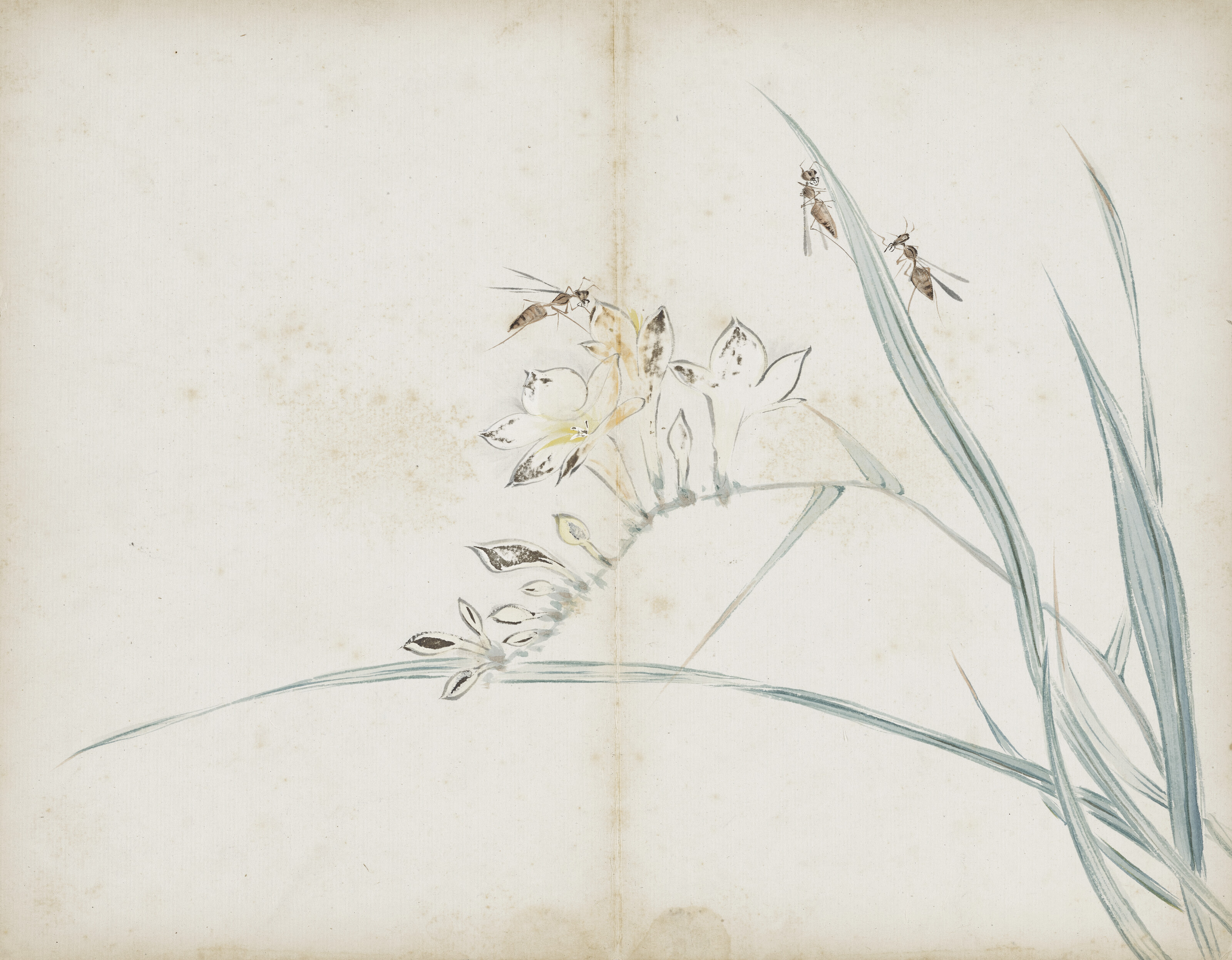 Qi Baishi — Альбом с цветами, изображение 12