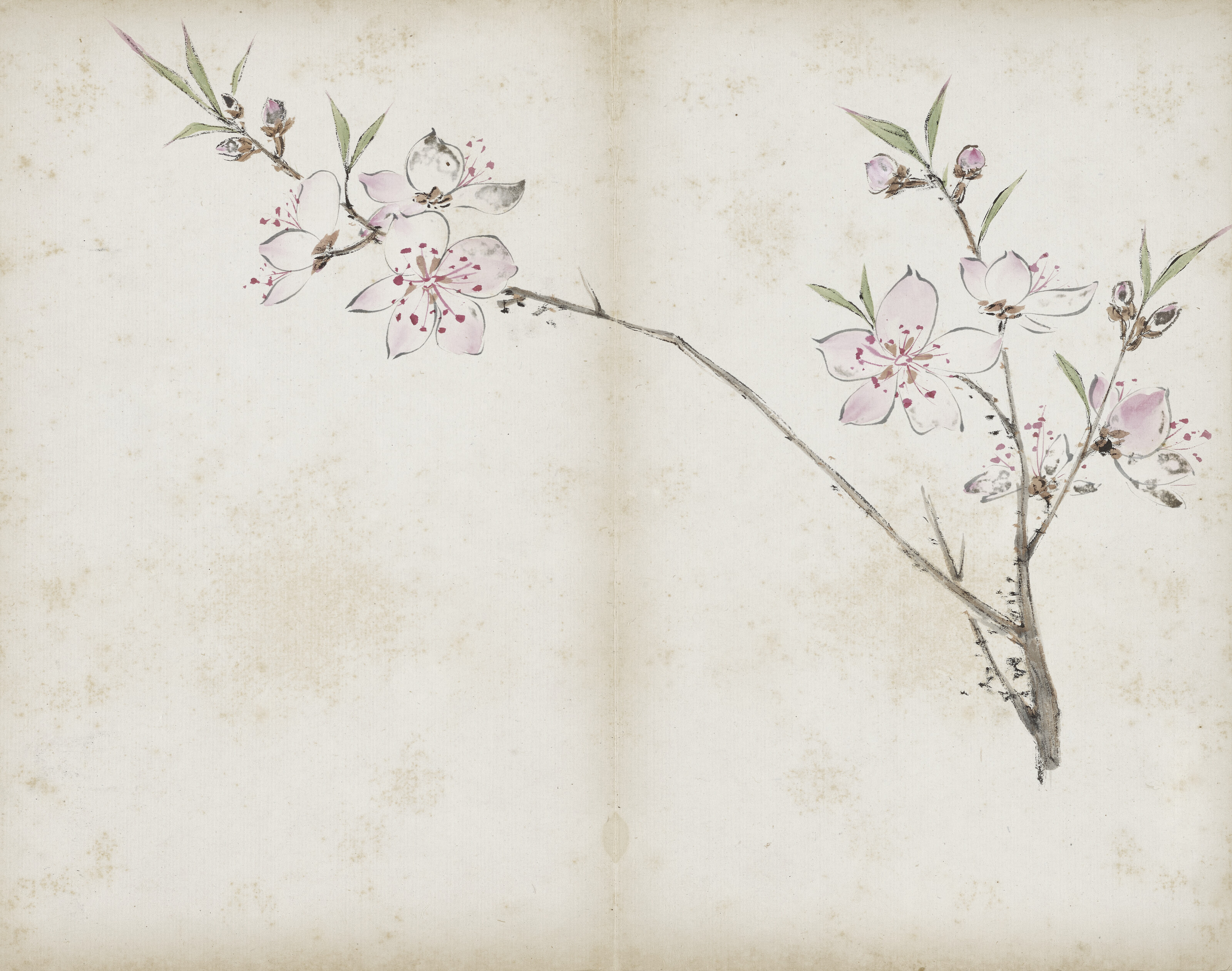Qi Baishi — Альбом с цветами, изображение 6