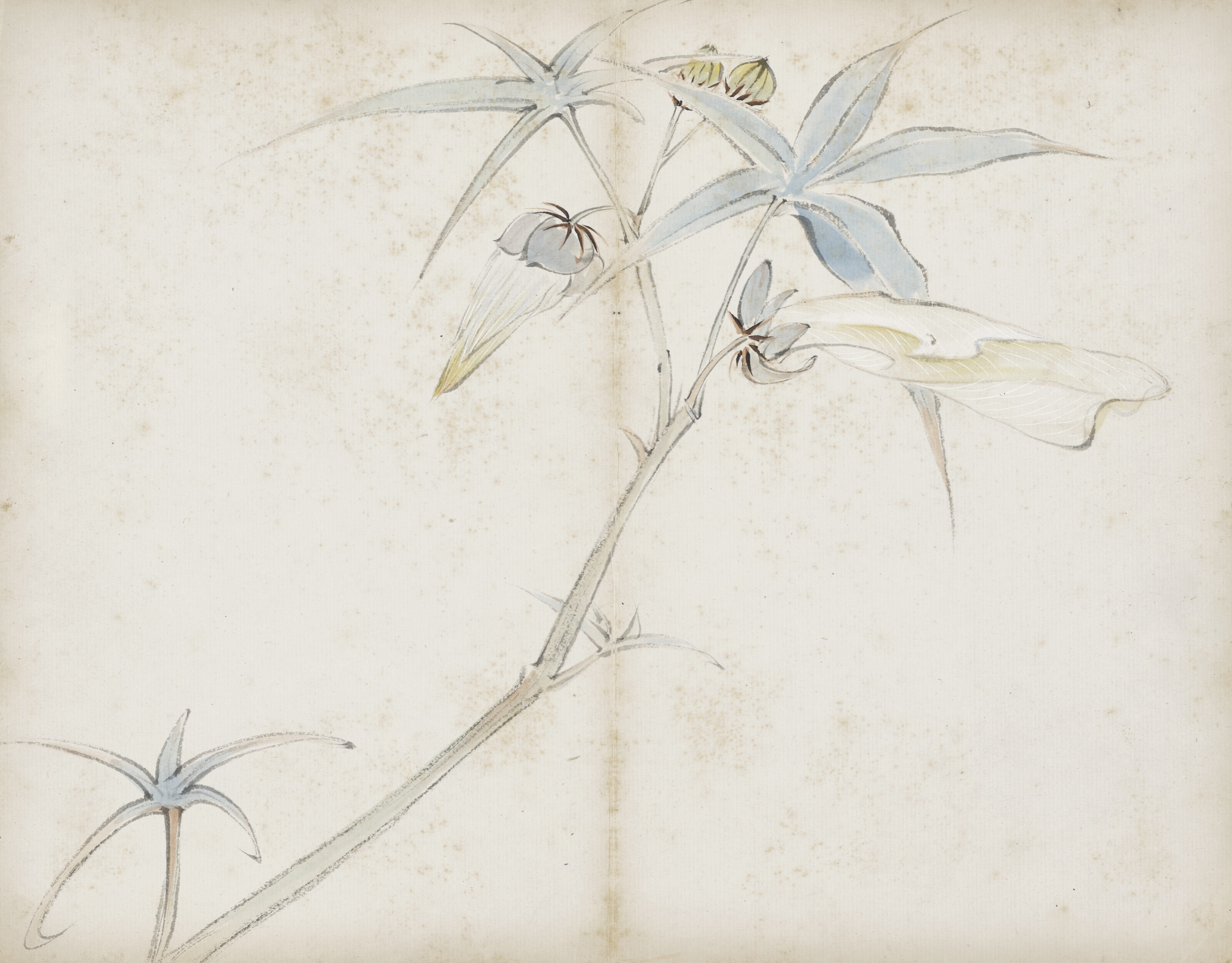Qi Baishi — Альбом с цветами, изображение 7