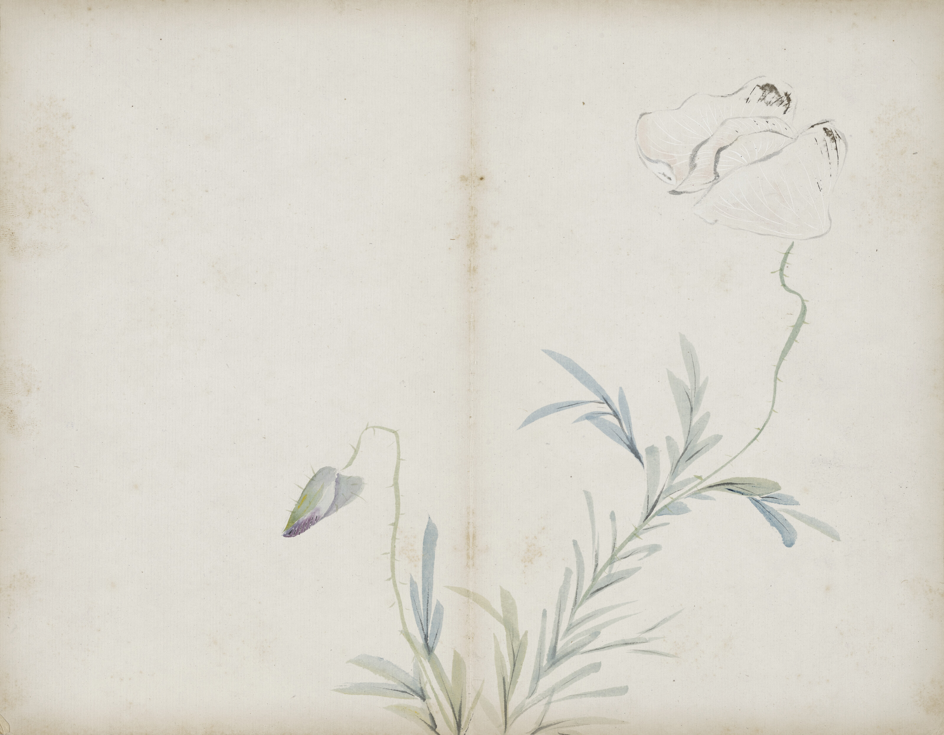 Qi Baishi — Альбом с цветами, изображение 10