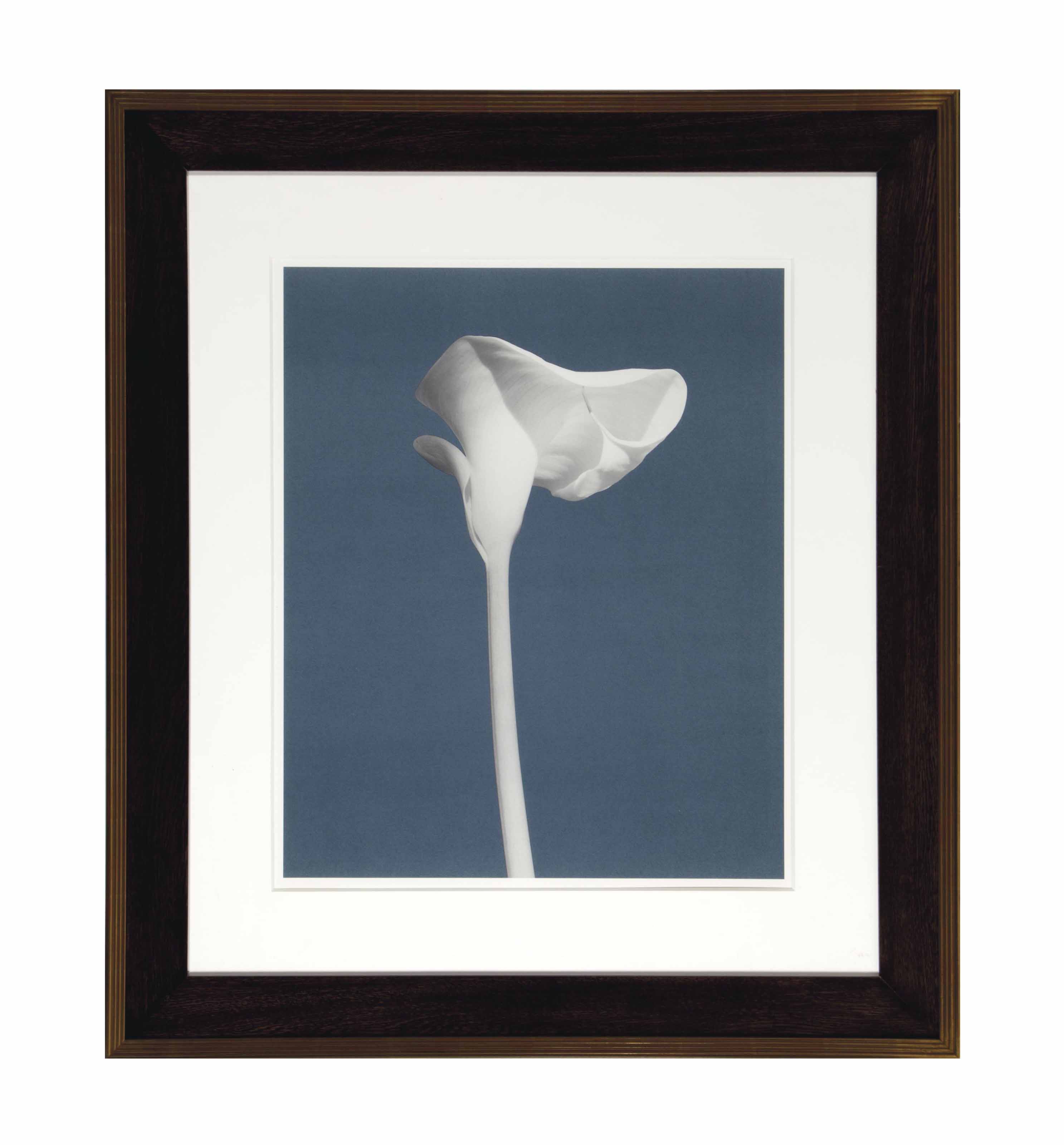 Robert Mapplethorpe — Американка (Калла Лили), 1988