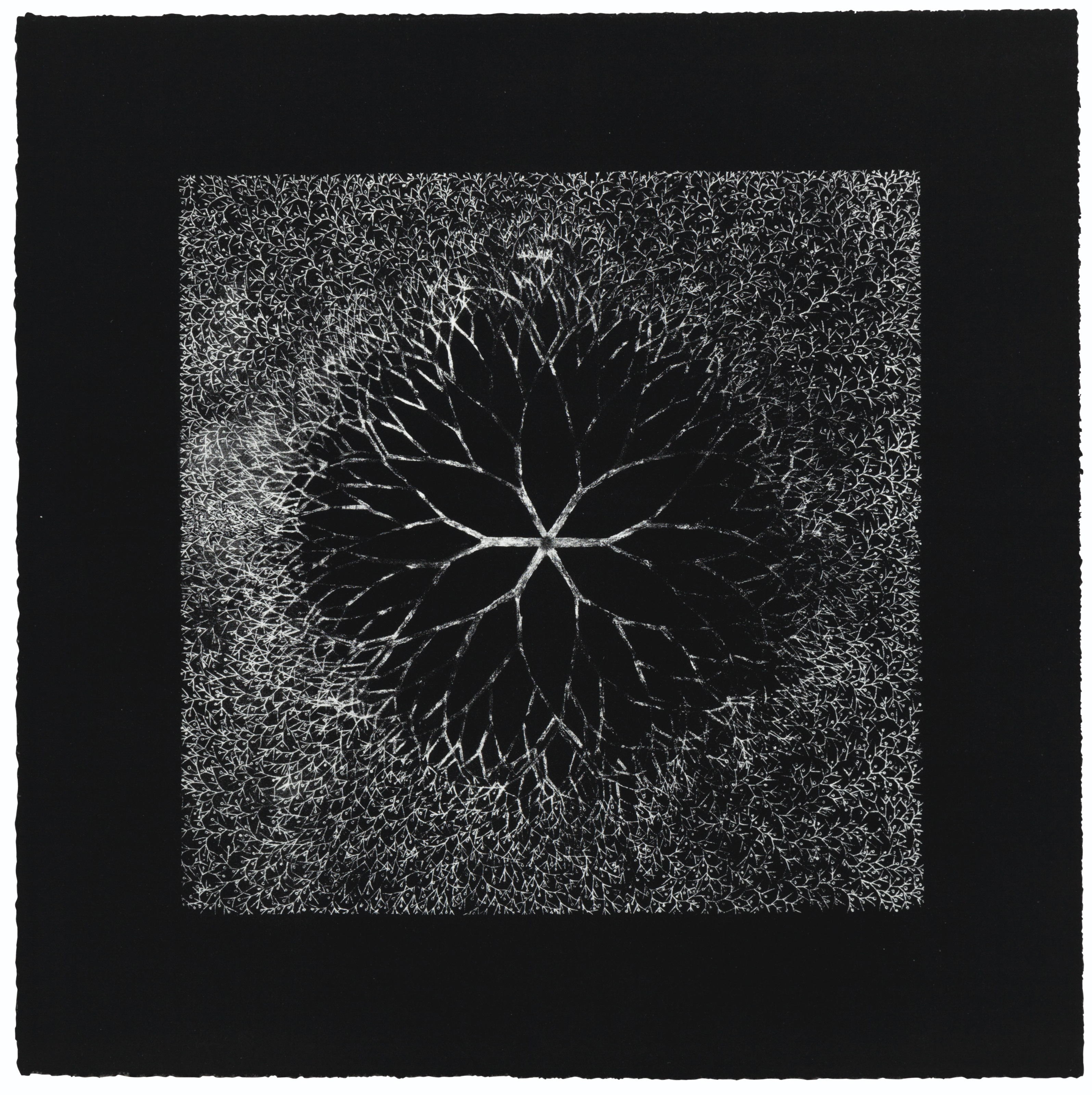 Ruth Asawa — Цветок пустыни