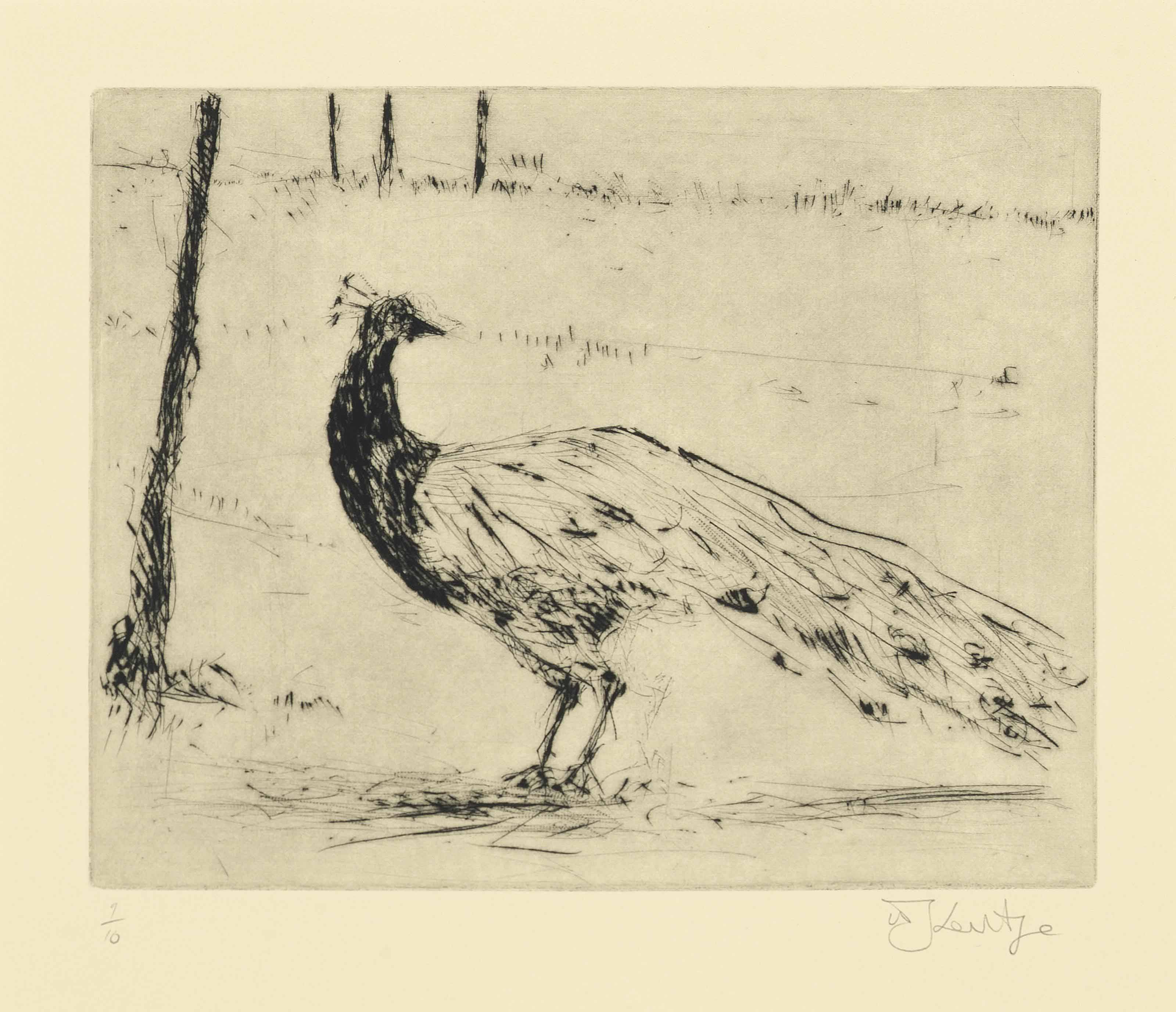 William Kentridge — Untitled (Peacock)