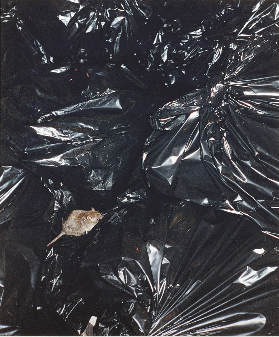 Wolfgang Tillmans — Крыса на мешке для мусора